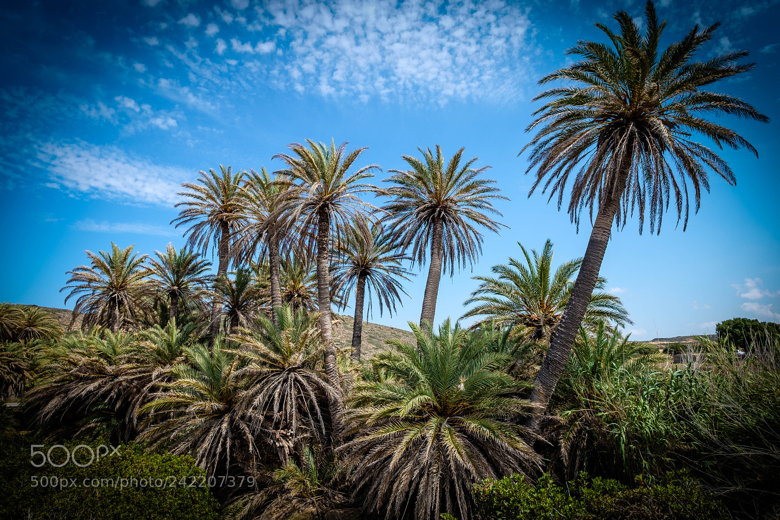 Fujifilm X-T2 sample photo. Wilde palmen auf kreta photography