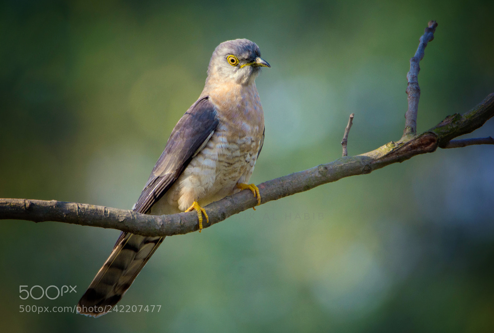 Nikon D7100 sample photo. Common hawk cuckoo photography