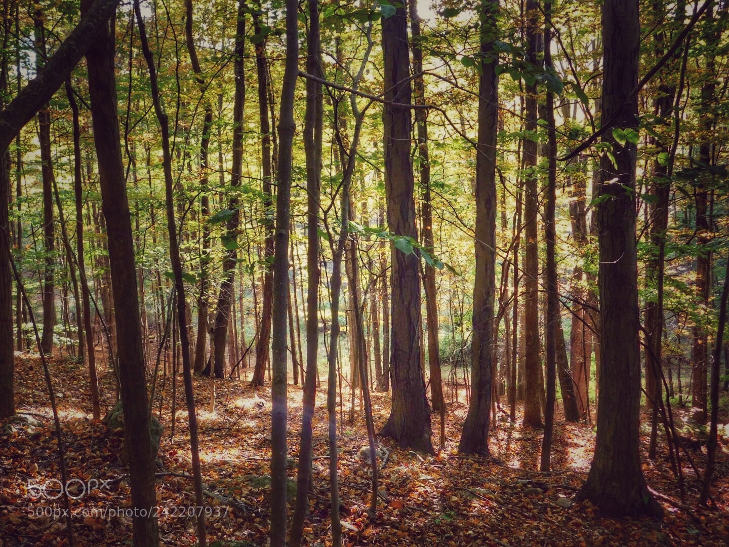 Nikon Coolpix B500 sample photo. Enchanted forest  photography
