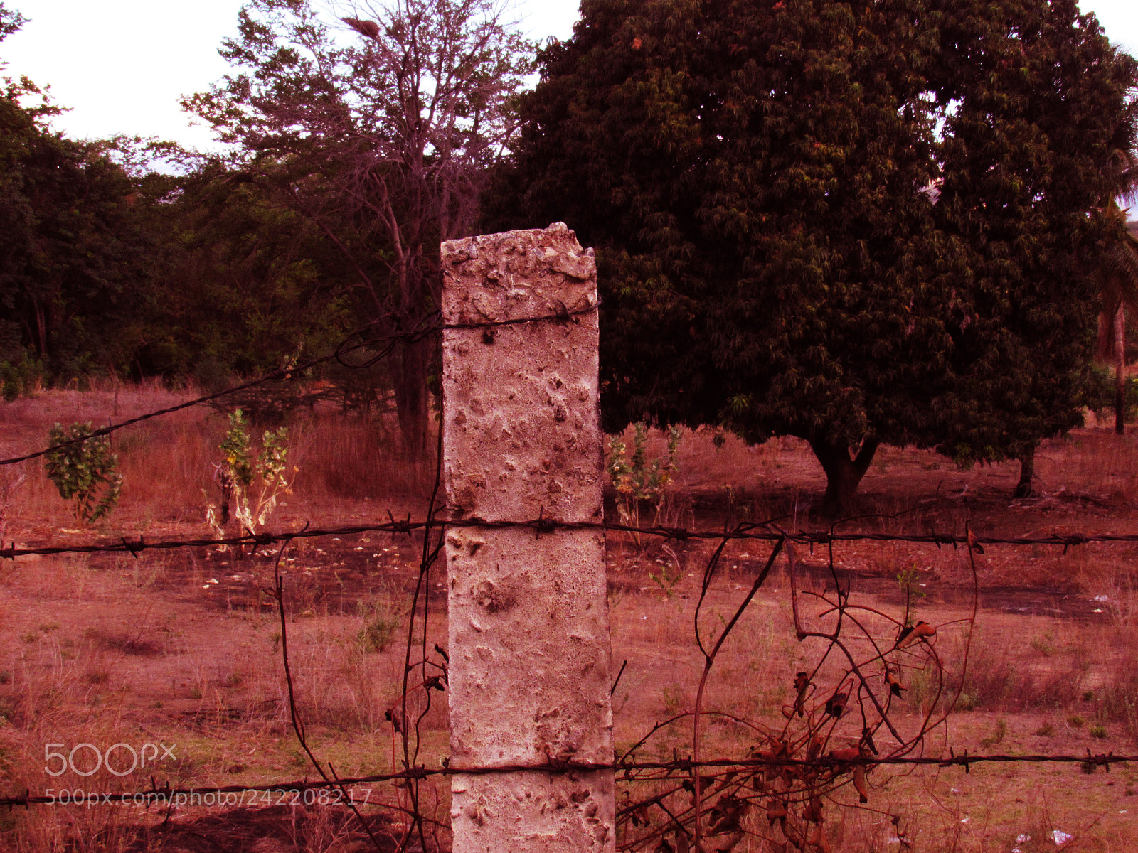 Canon PowerShot SX520 HS sample photo. Img photography