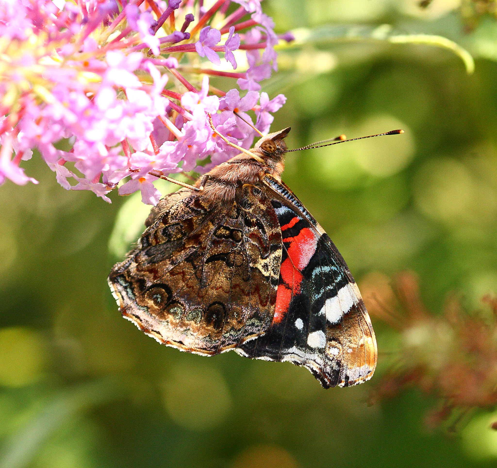 Sigma 105mm F2.8 EX DG OS HSM sample photo. Xxxx photography