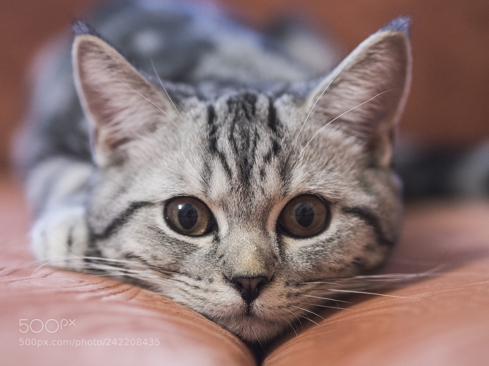 Olympus OM-D E-M5 sample photo. Curious cat photography