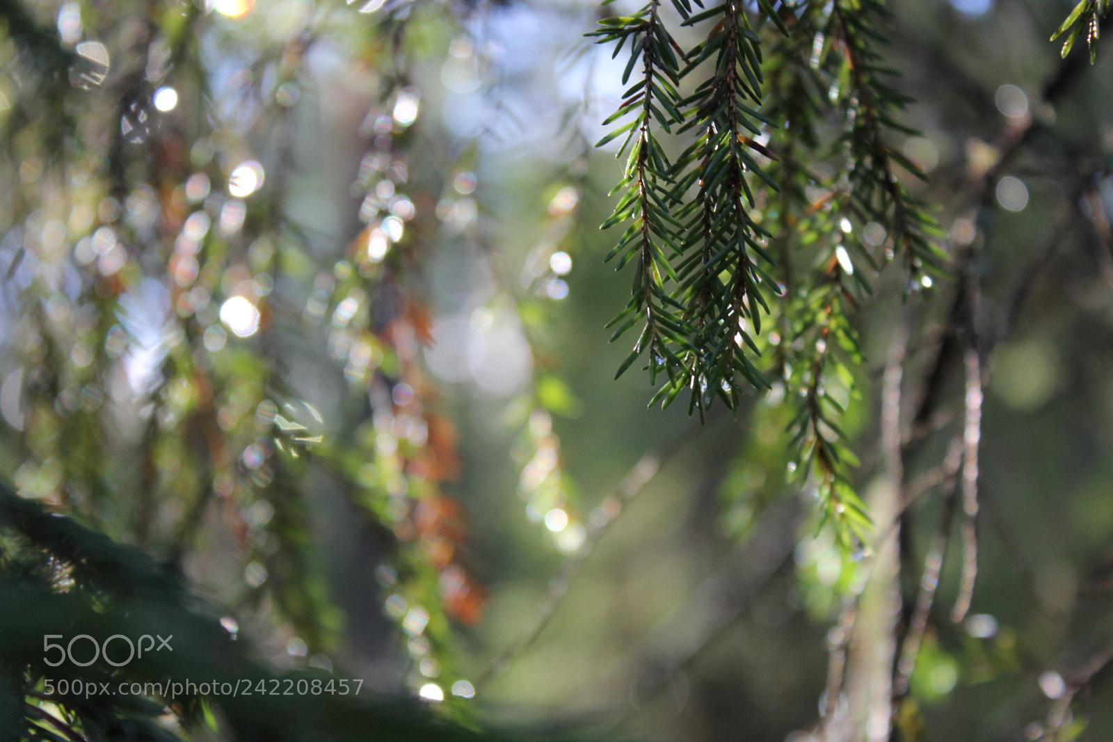 Canon EOS 60D sample photo. Gleamy spring photography