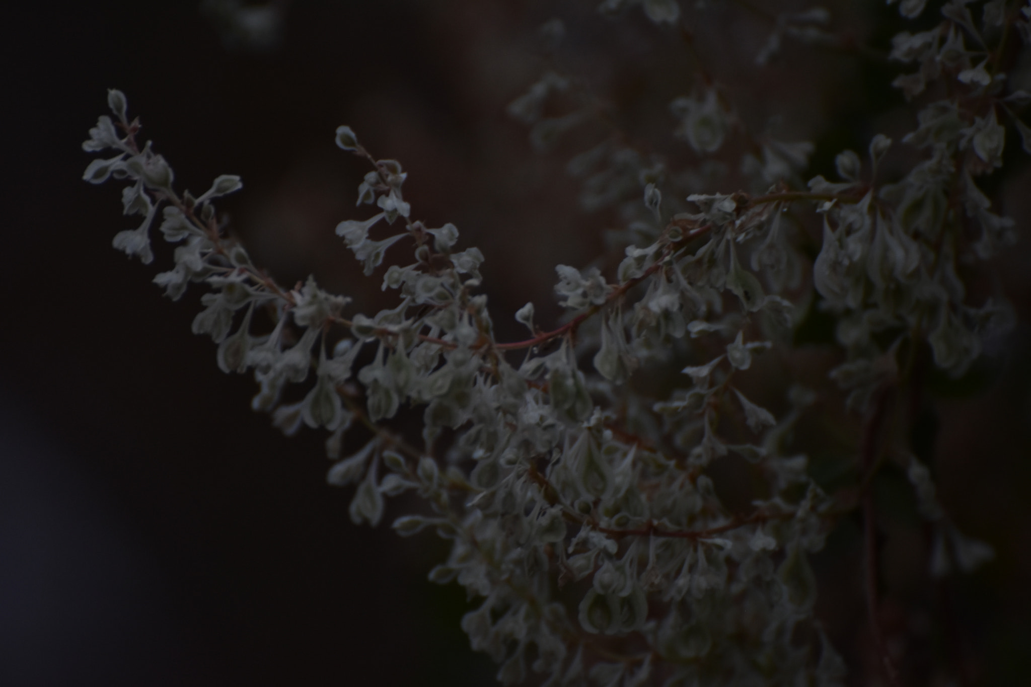 Nikon D3400 sample photo. Blossom ... photography