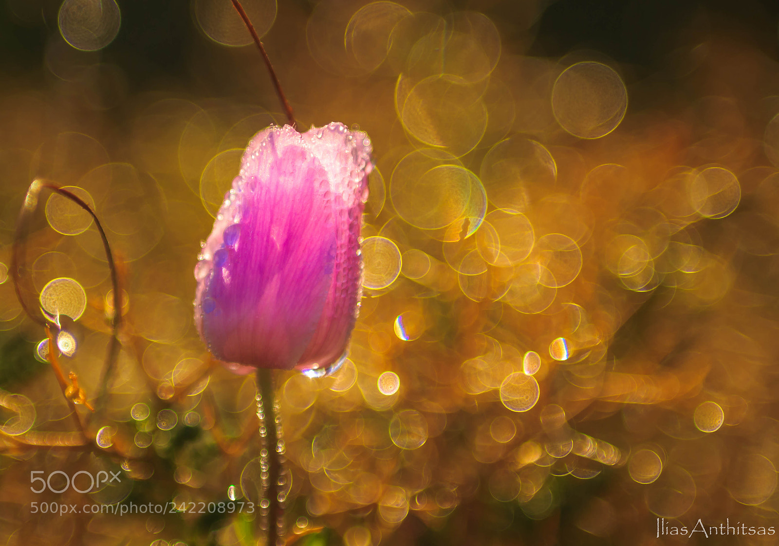 Canon EOS 550D (EOS Rebel T2i / EOS Kiss X4) sample photo. Anemone photography