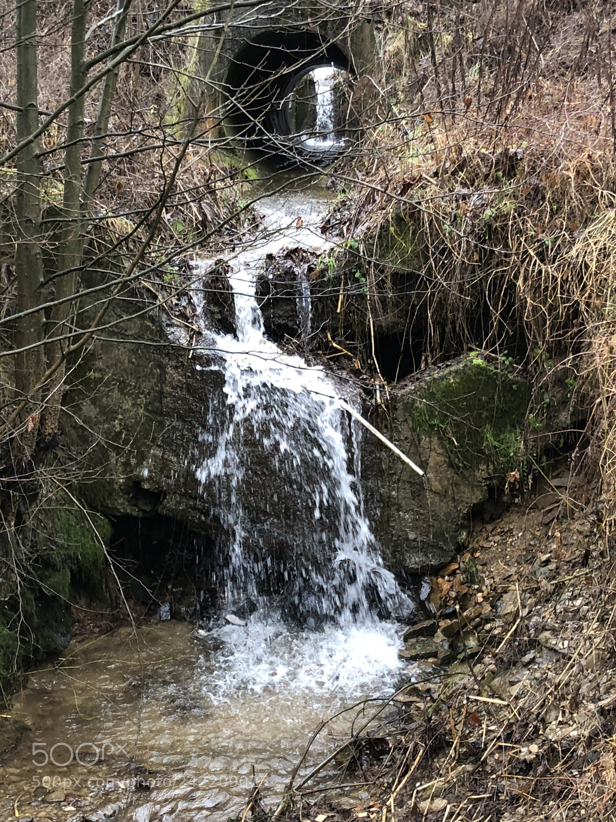 Apple iPhone 8 sample photo. Go with the flo photography
