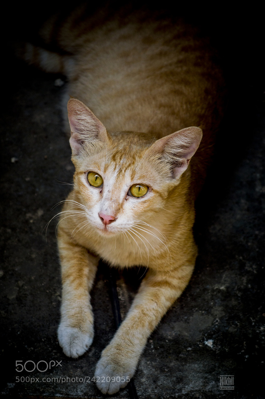 Nikon D3200 sample photo. Cat photography