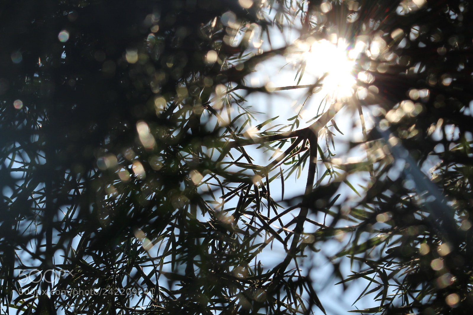 Canon EF-S 55-250mm F4-5.6 IS II sample photo. Shine photography