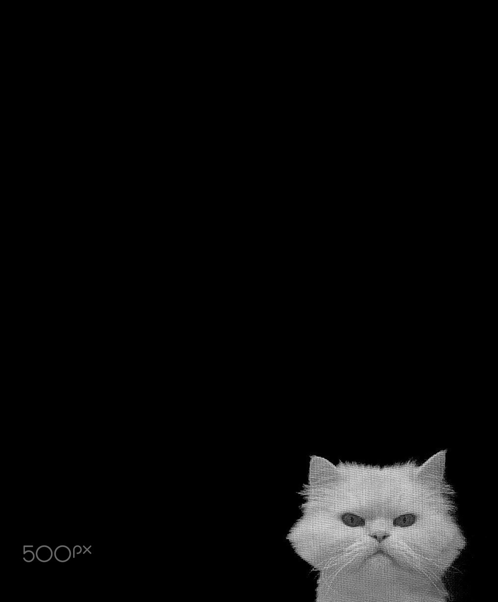 Sony FE 28-70mm F3.5-5.6 OSS sample photo. White on black photography