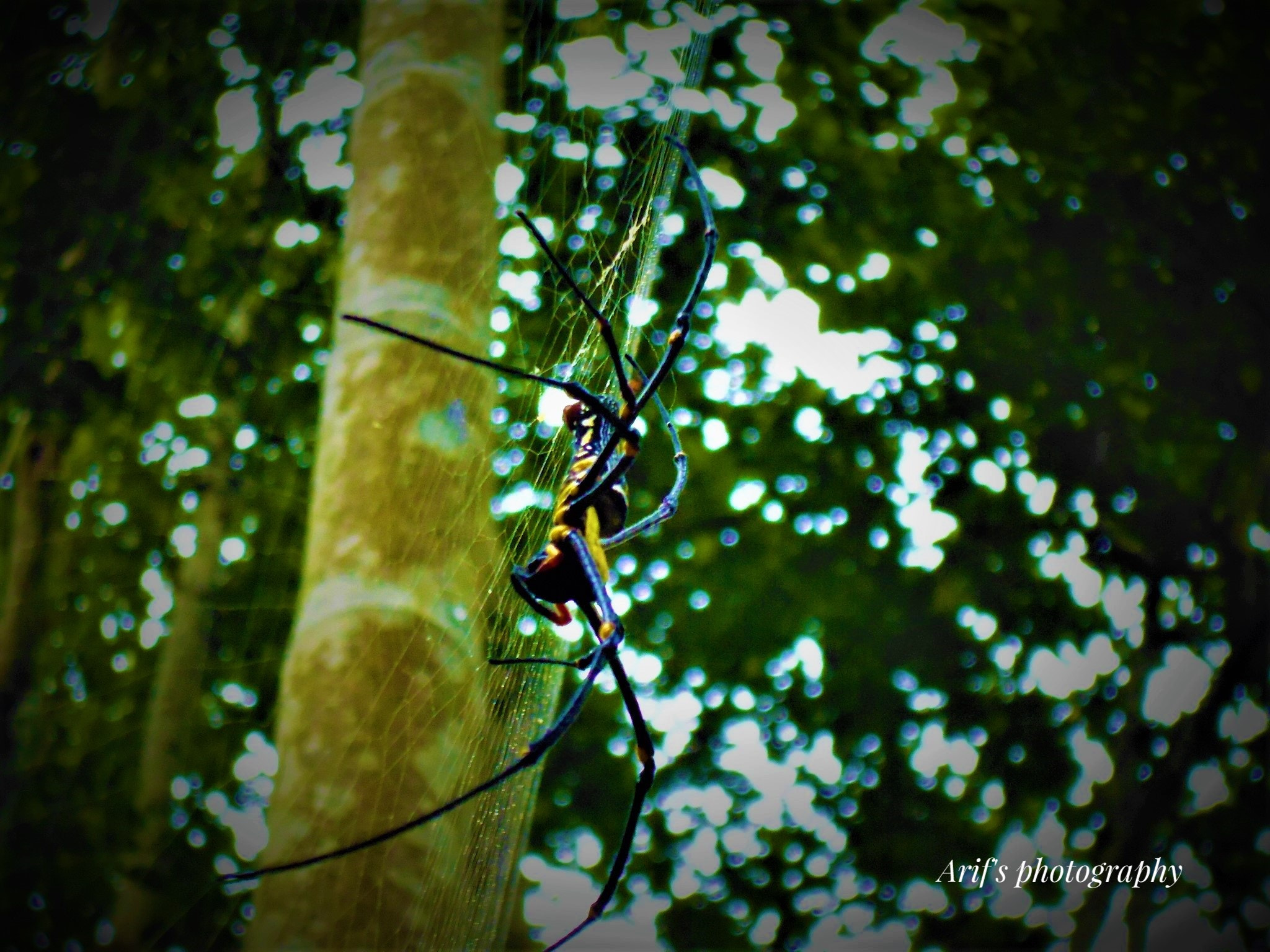 Panasonic DMC-XS1 sample photo. Arachnophobia!!! photography