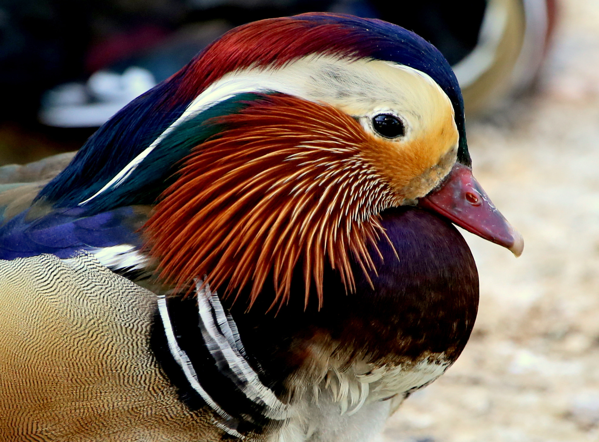 Canon EF 100-400mm F4.5-5.6L IS USM sample photo. Img photography