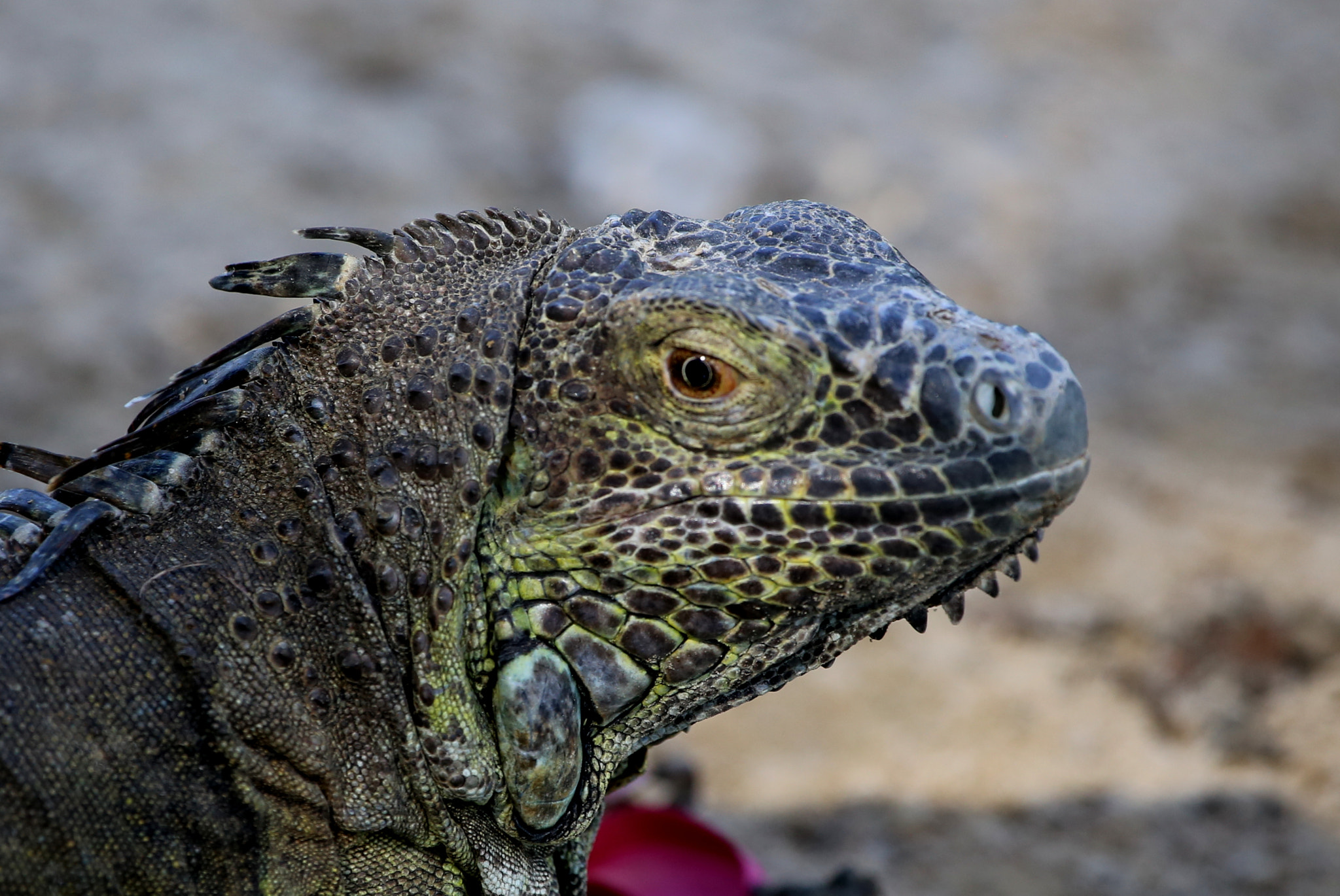 Canon EF 100-400mm F4.5-5.6L IS USM sample photo. Img photography