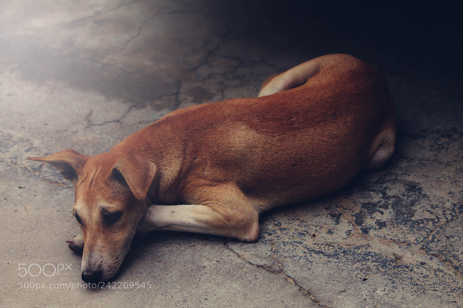 Canon EOS 1100D (EOS Rebel T3 / EOS Kiss X50) sample photo. Sad dog photography