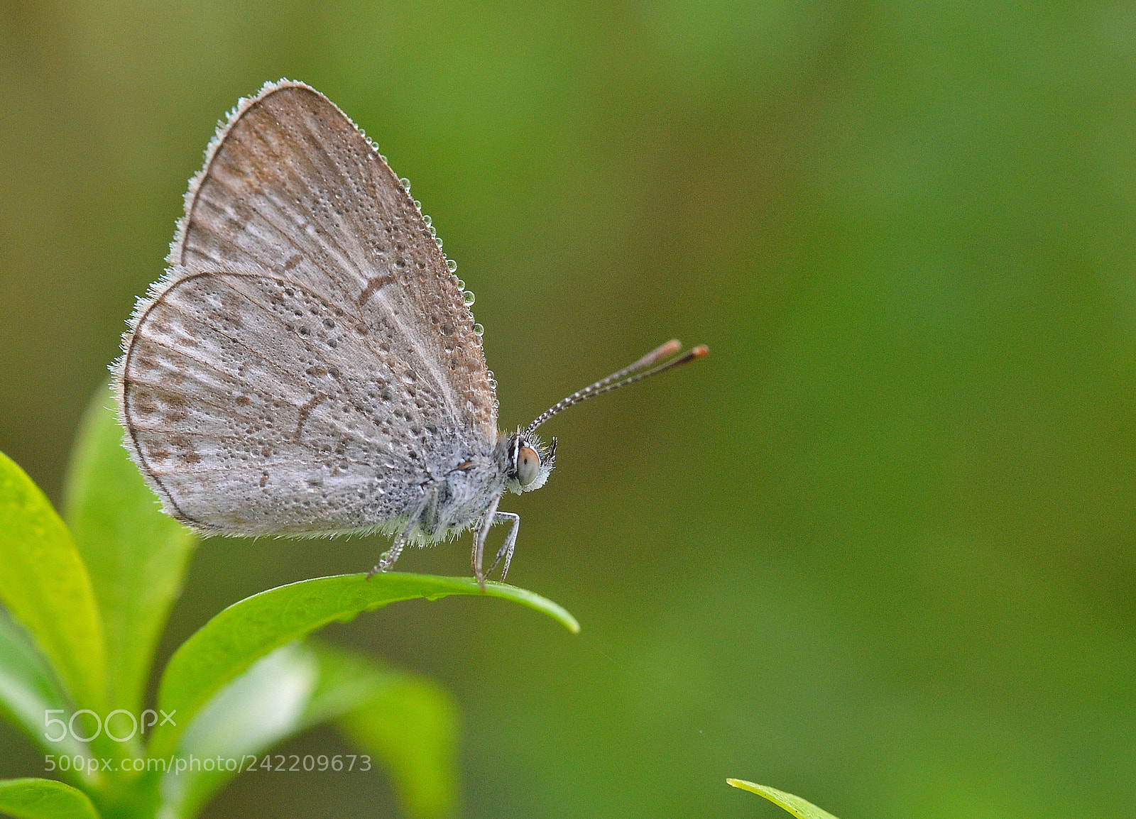 Nikon D3100 sample photo. Butterfly photography