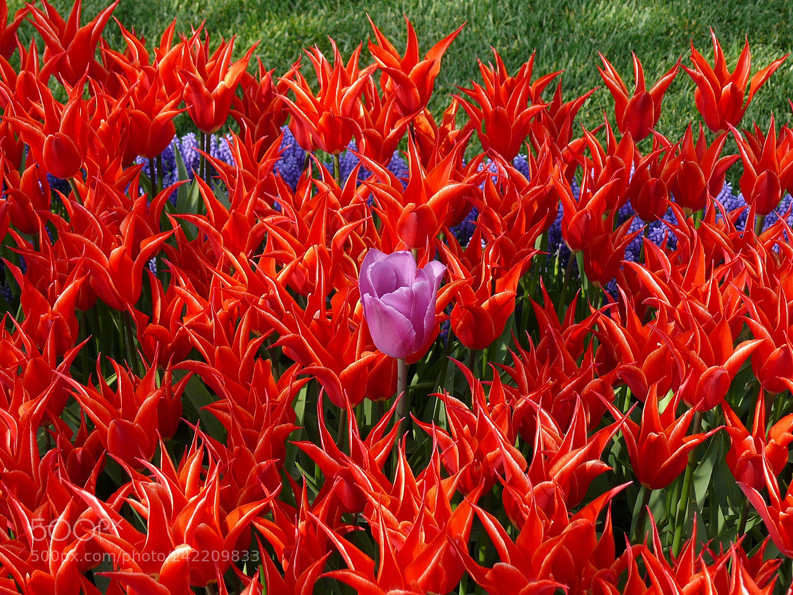 Panasonic DMC-FZ50 sample photo. Aladdin tulipa, nazence al photography