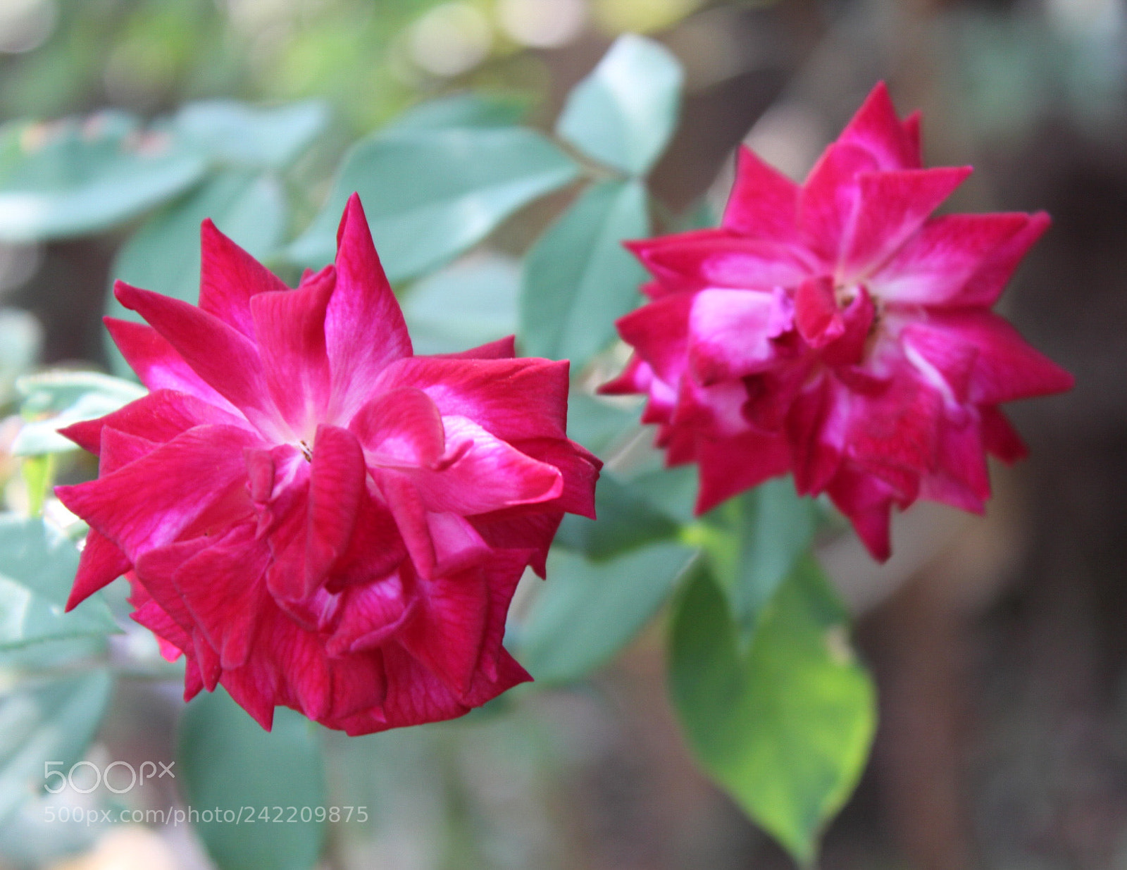 Canon EOS 1300D (EOS Rebel T6 / EOS Kiss X80) sample photo. Twin roses photography