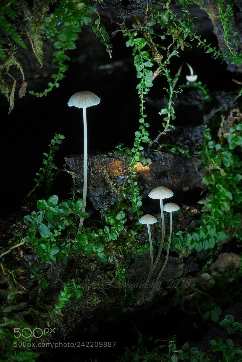 Nikon D200 sample photo. Children of the dark photography