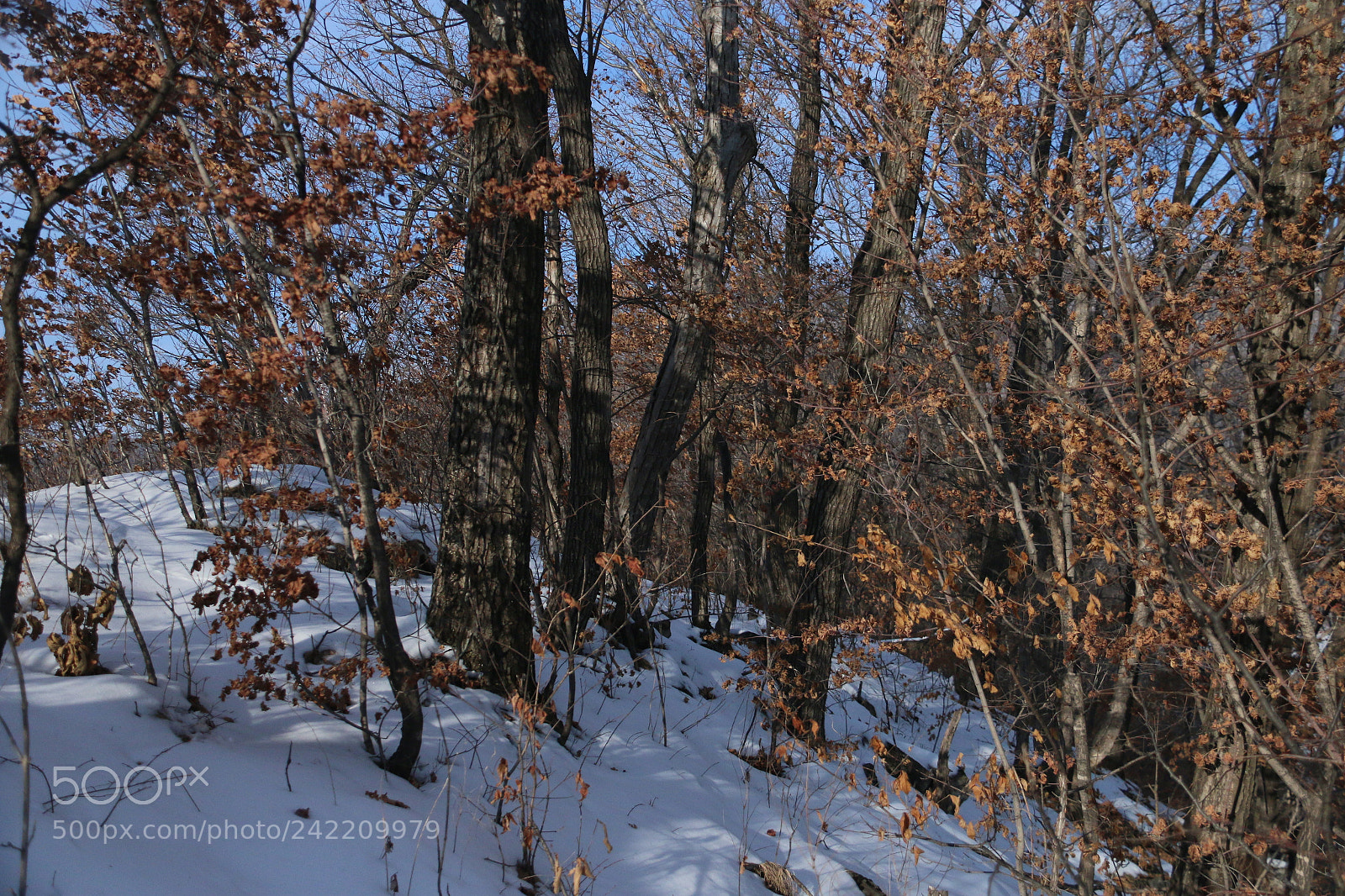 Canon EF-S 18-200mm F3.5-5.6 IS sample photo. The forest on the photography