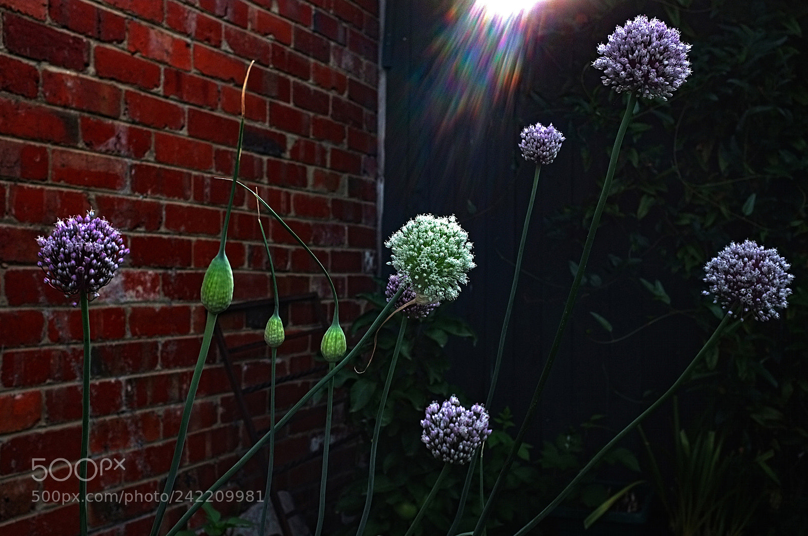 Fujifilm FinePix X100 sample photo. Life-giving light. photography