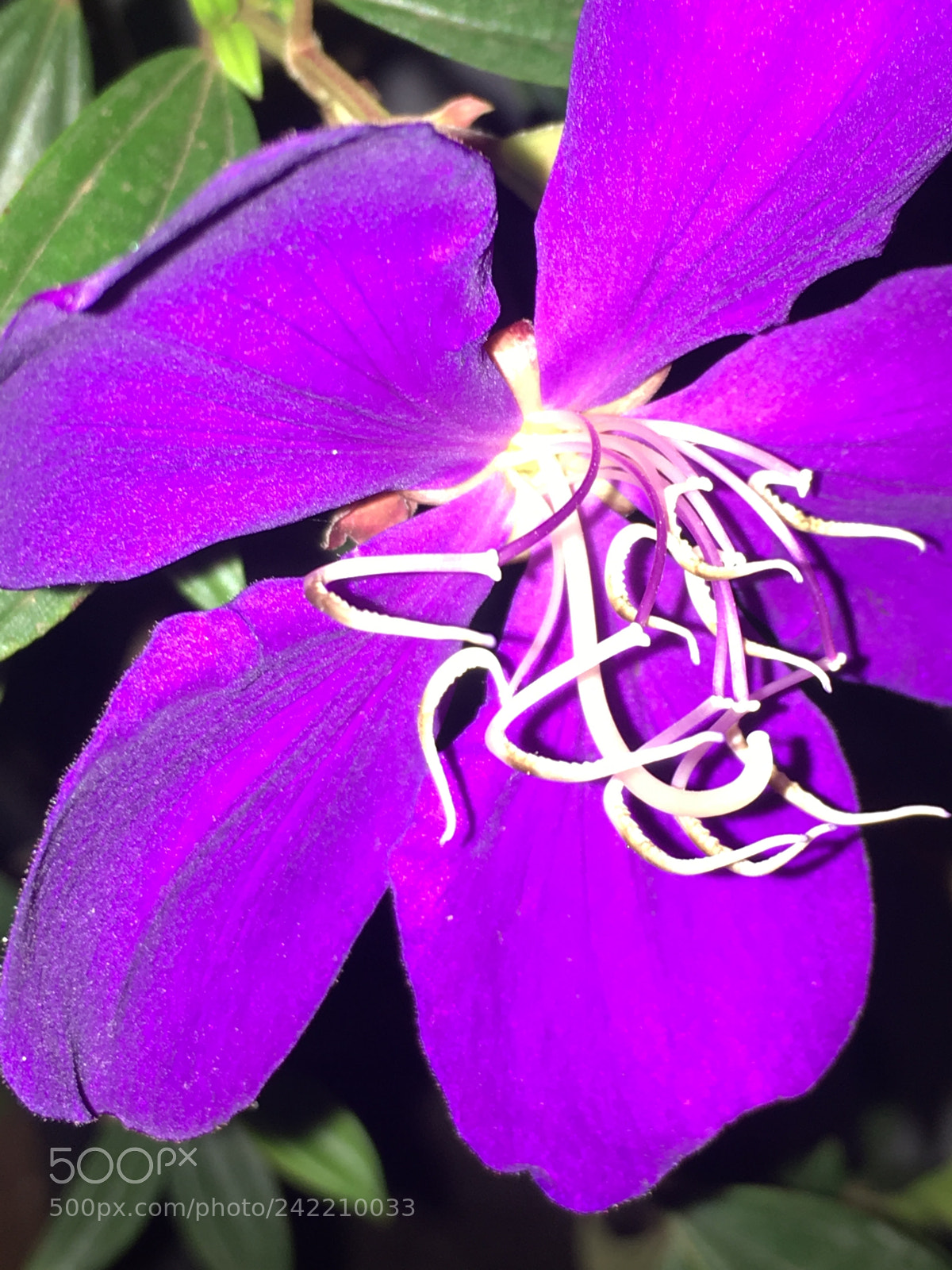 Apple iPhone 6s sample photo. Flowers. fiolet. photography