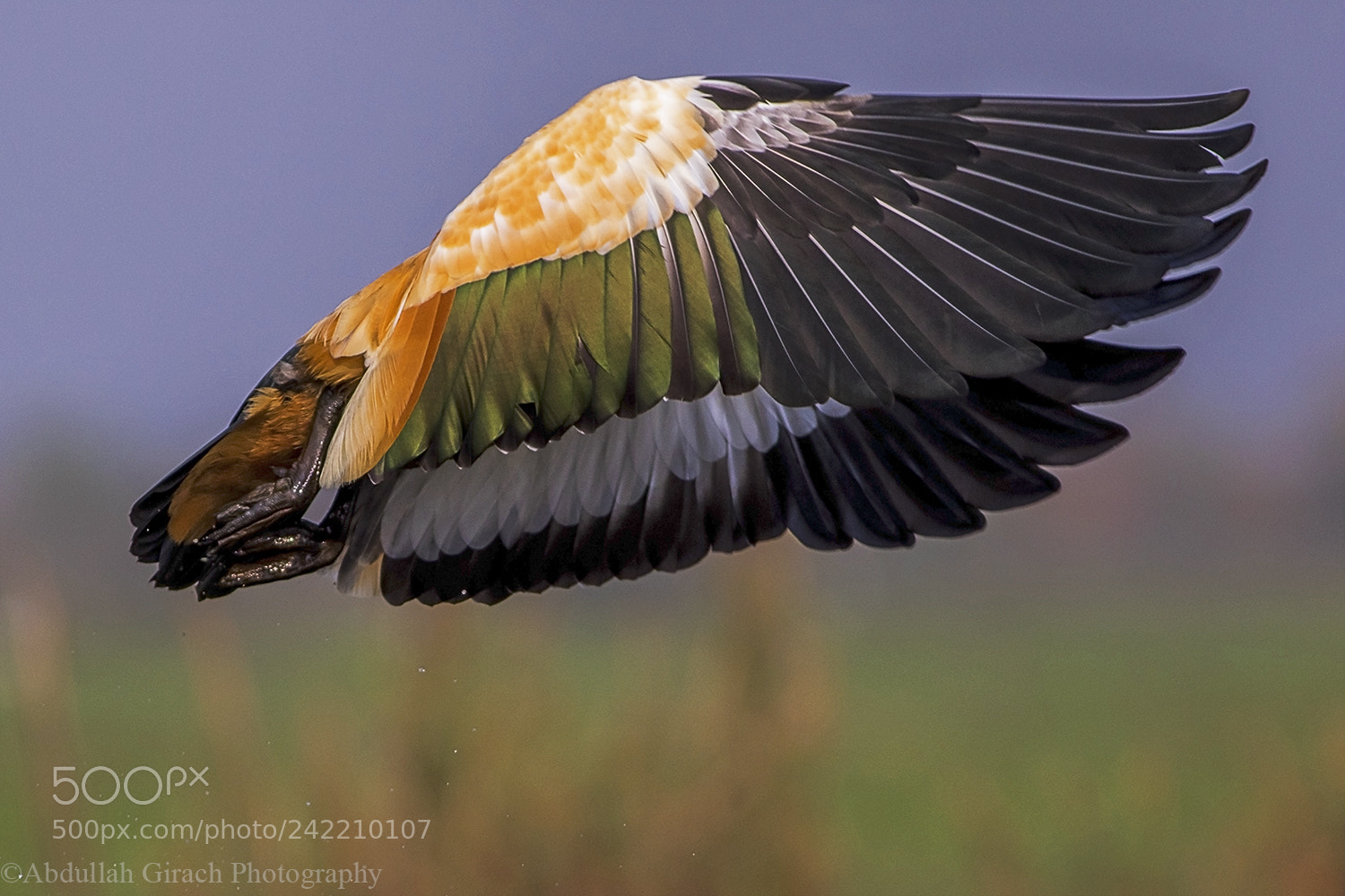 Canon EOS 7D Mark II sample photo. Colorful wings of freedom photography