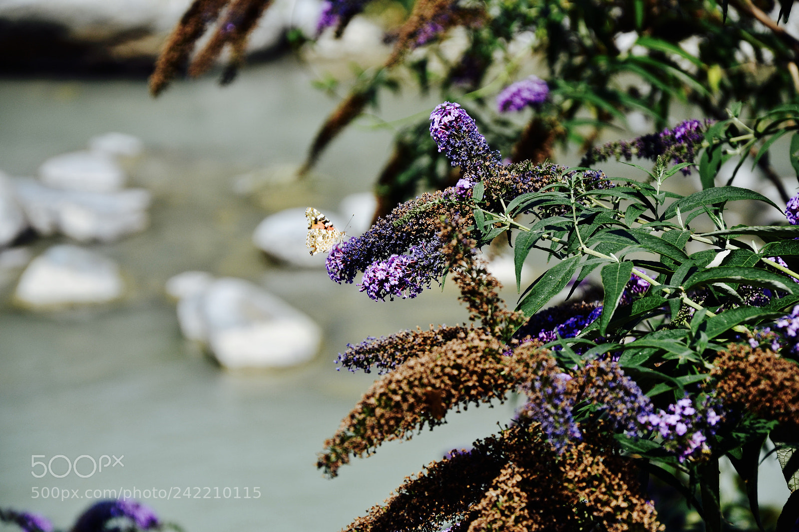 Nikon D3100 sample photo. Farfallasolitaria photography