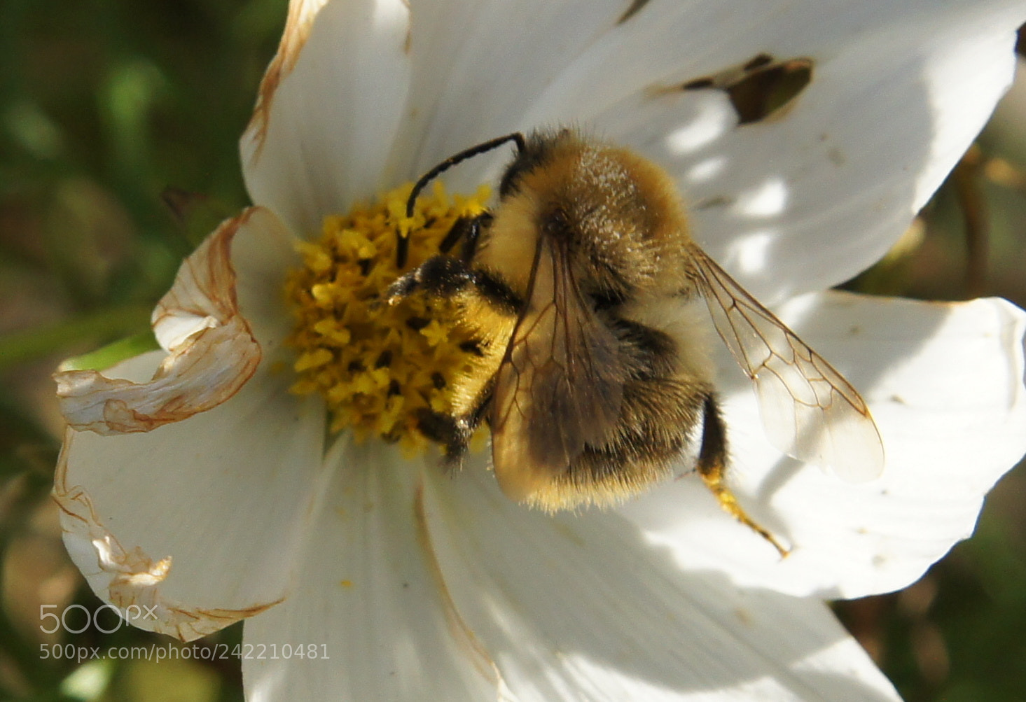 Sony SLT-A33 sample photo. Busy bee. photography