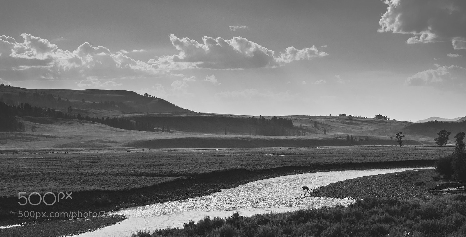 Olympus OM-D E-M10 II sample photo. Lonley grizzly in the photography
