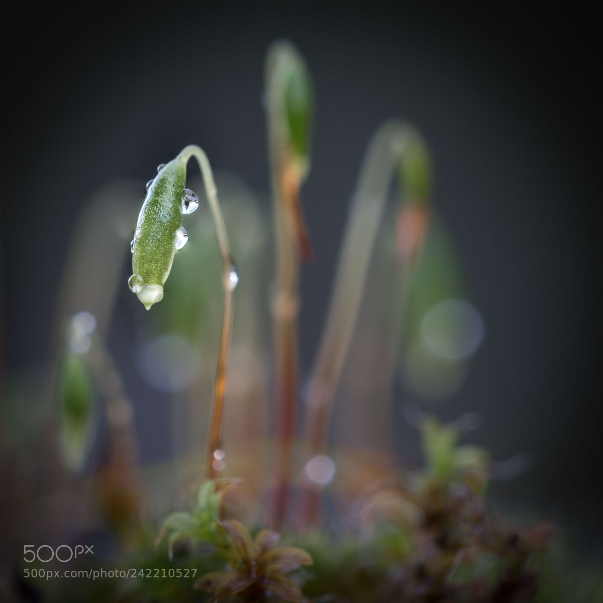 Nikon D500 sample photo. Raindrops #2 photography