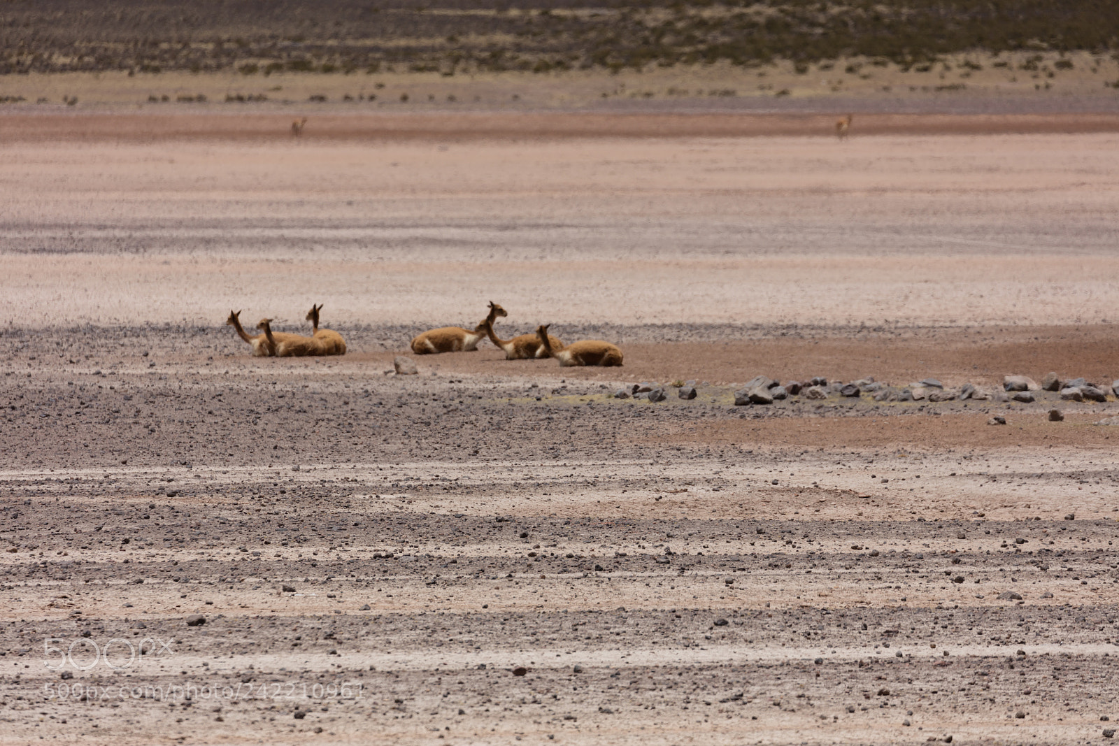 Canon EOS 5DS R sample photo. Lama vikunja (vicugna vicugna) photography