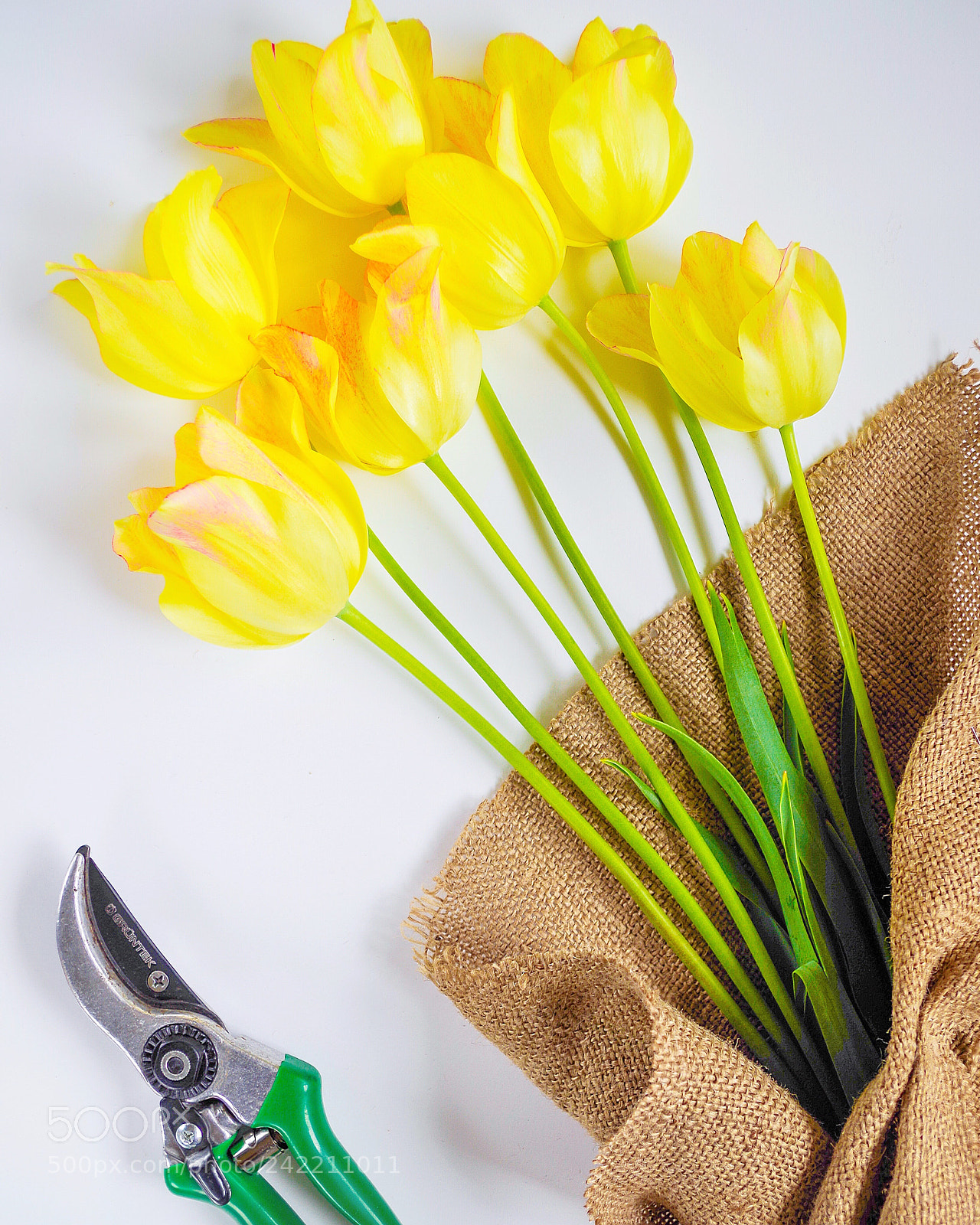 Pentax K-30 sample photo. Tulips photography