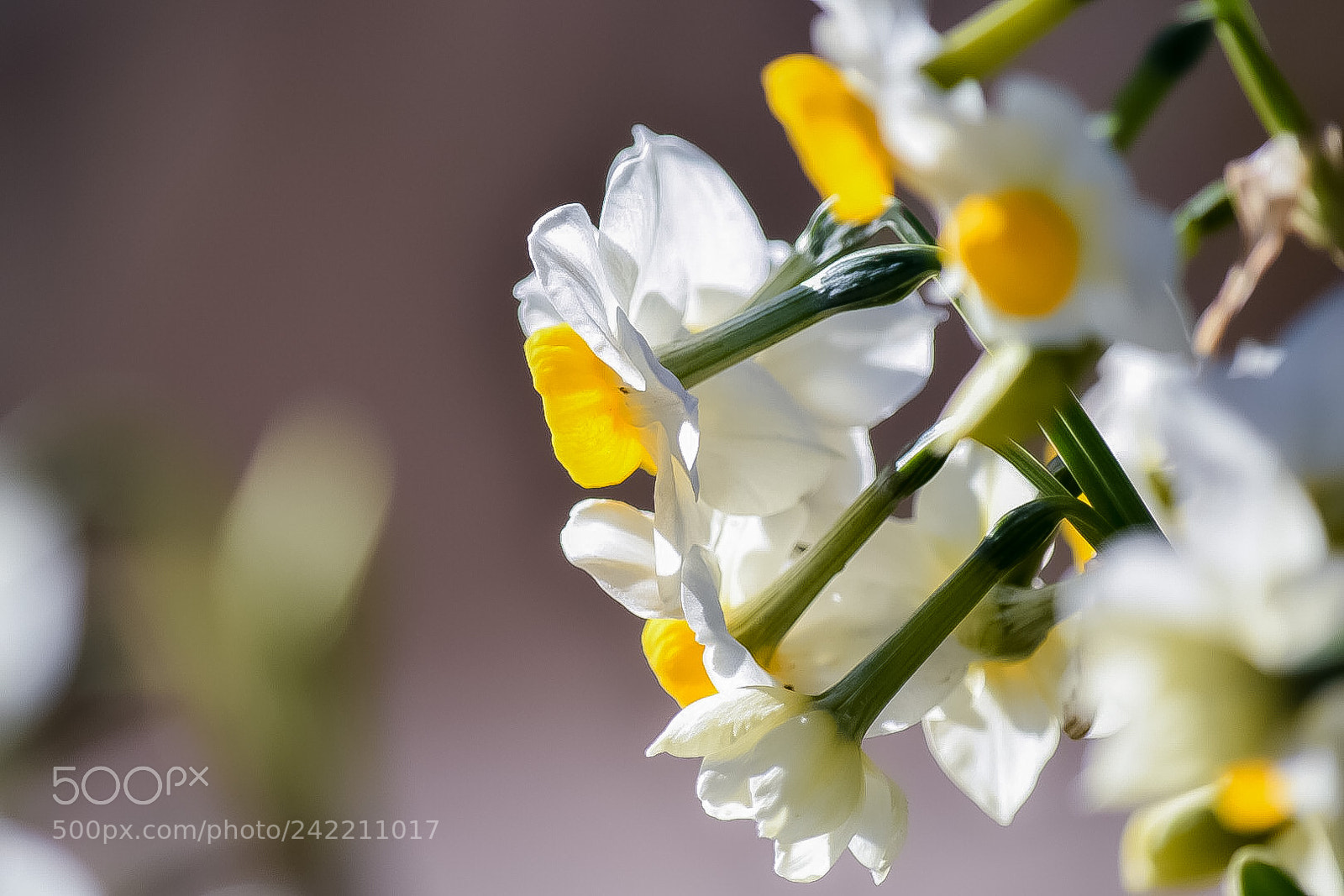 Nikon D5500 sample photo. Untitled photography
