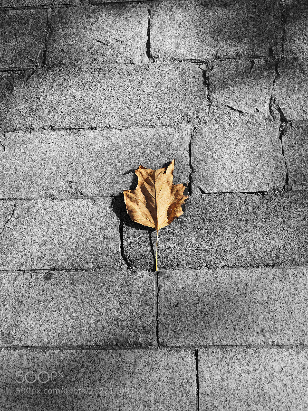 Olympus OM-D E-M5 II sample photo. A leaf photography