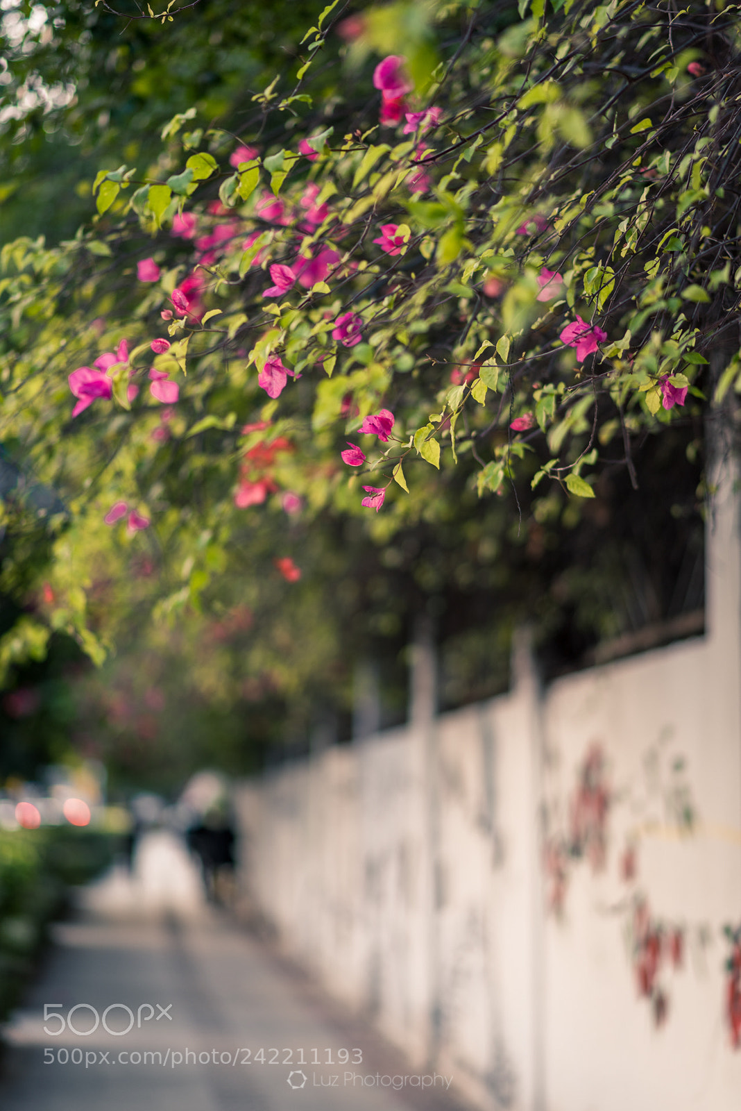 Nikon D810 sample photo. On the way home photography