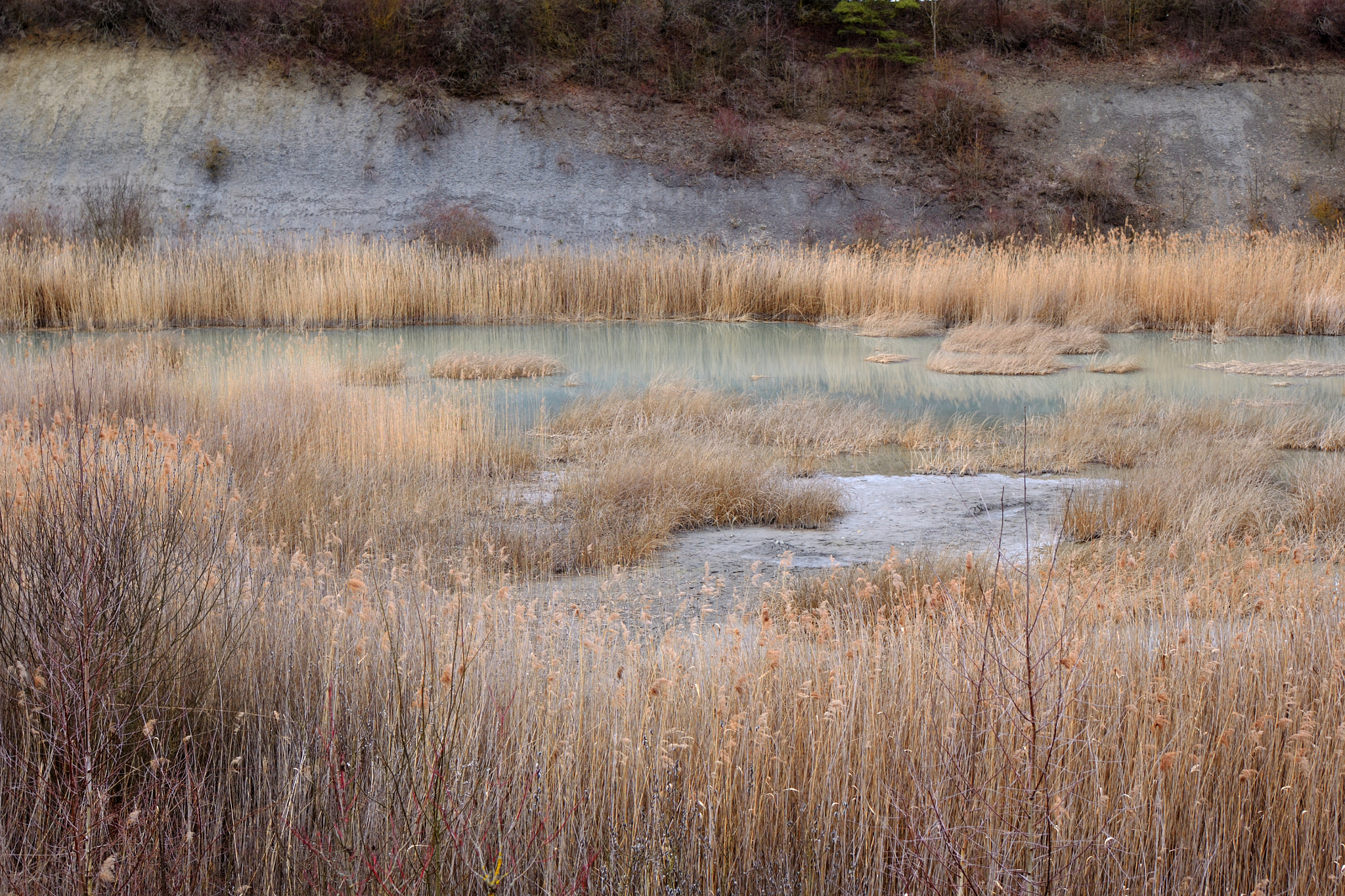 Nikon D3100 sample photo. Reed landscape photography