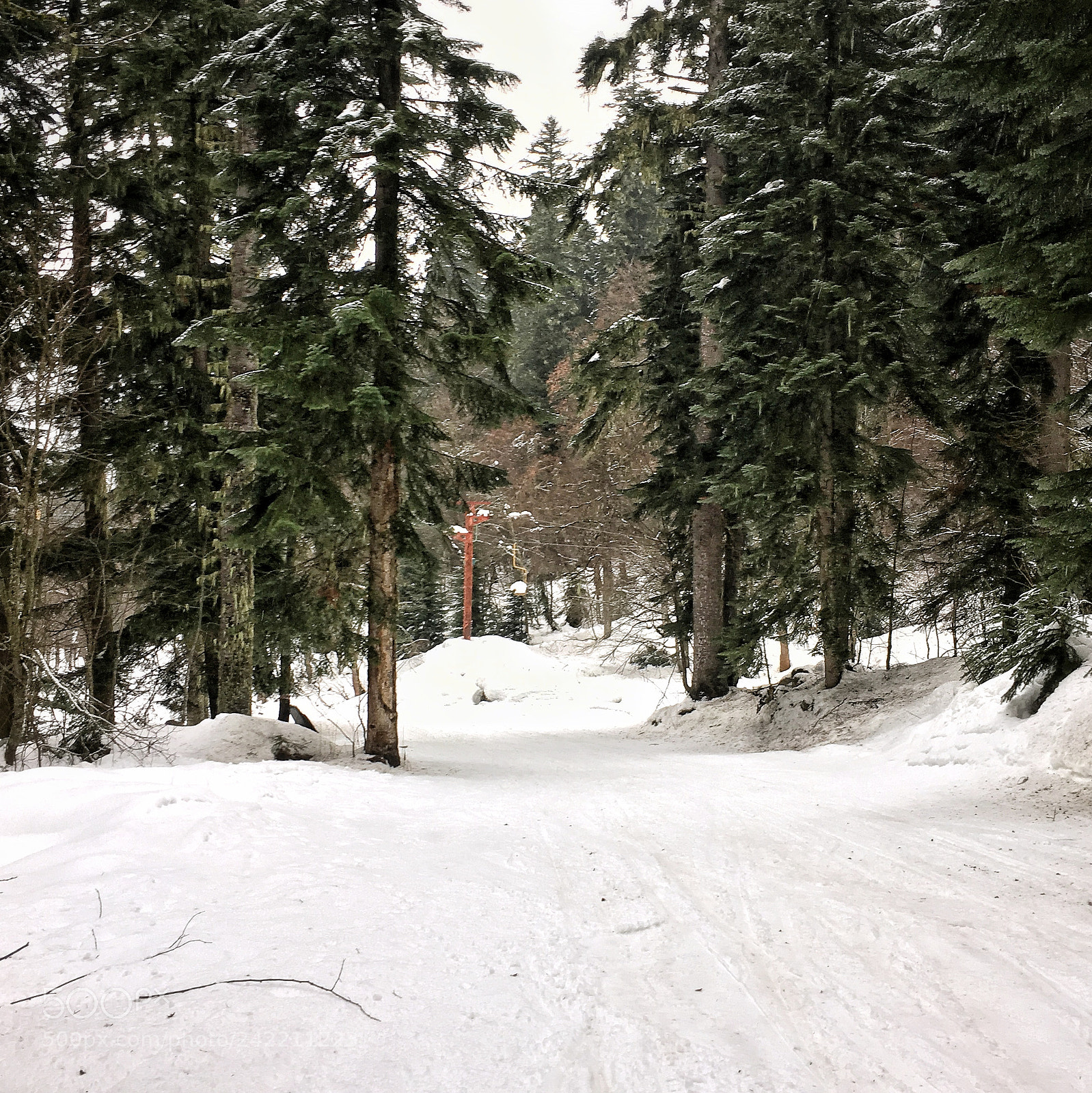 Apple iPhone 6s Plus sample photo. Dombay forest photography