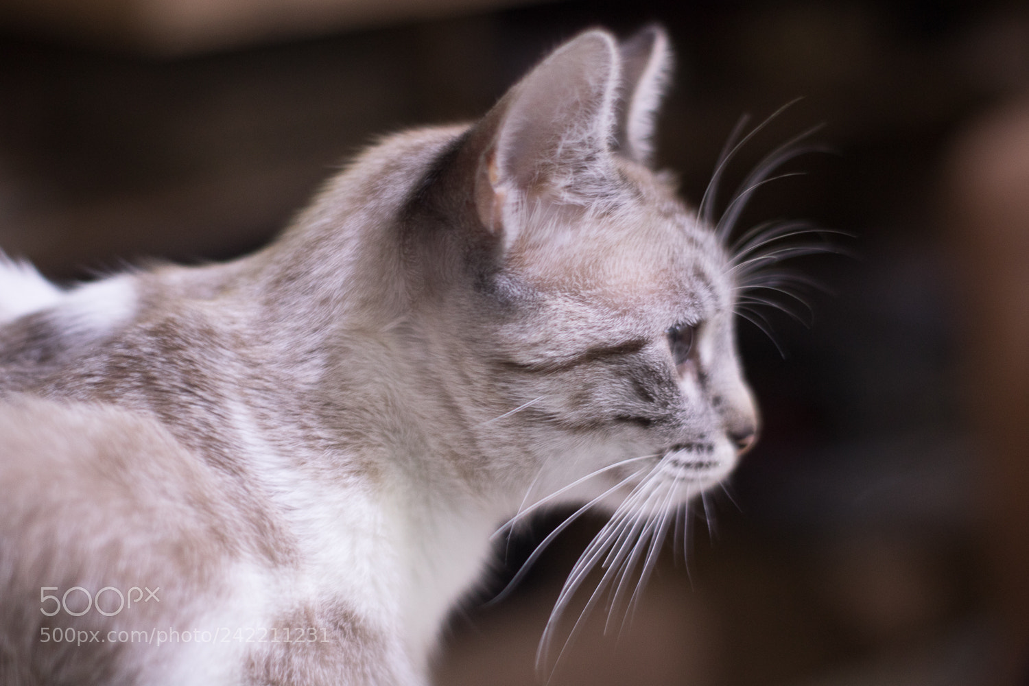 Canon EOS 750D (EOS Rebel T6i / EOS Kiss X8i) sample photo. Cat photography