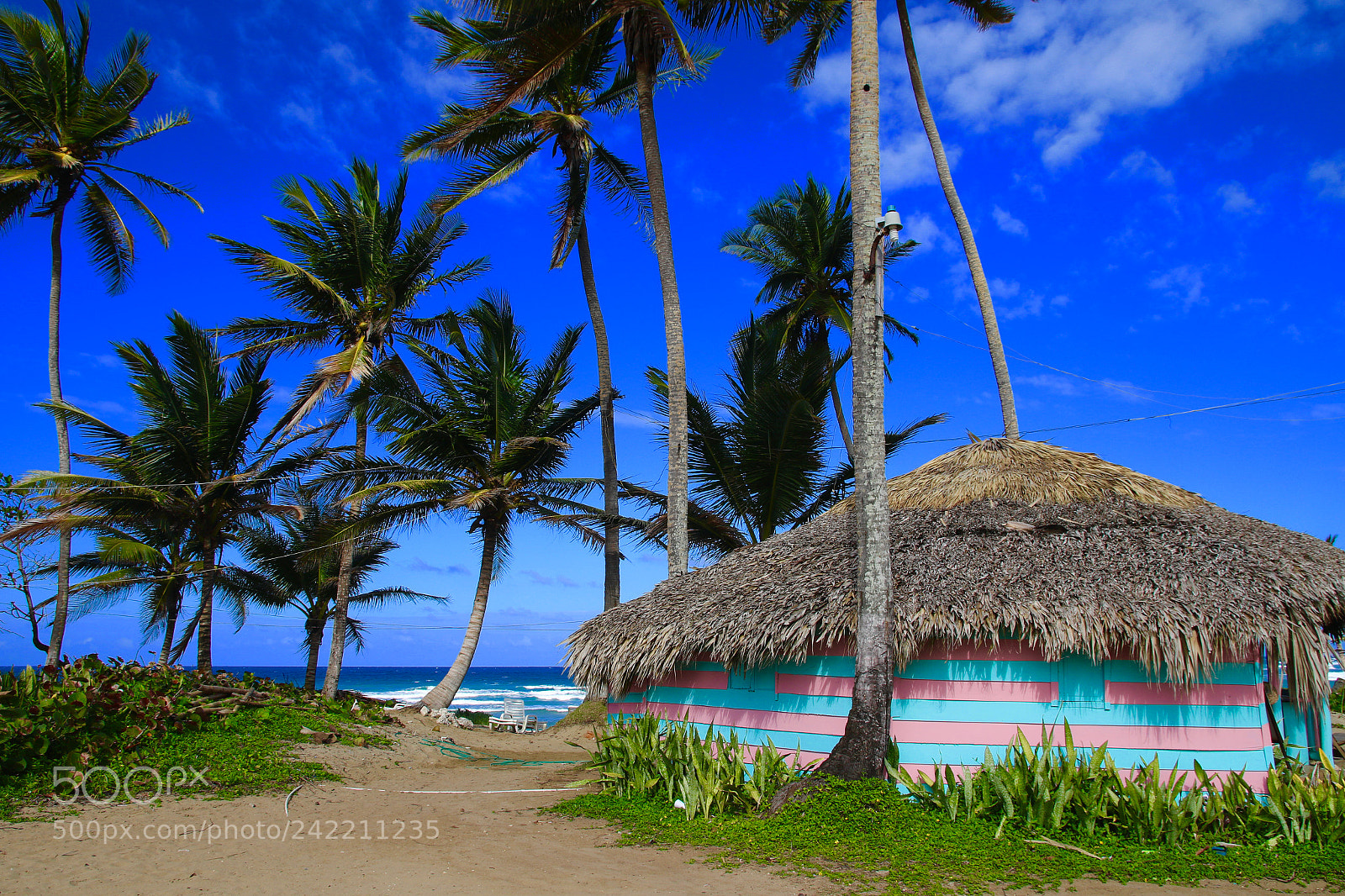 Canon EOS 7D Mark II sample photo. Coconut photography