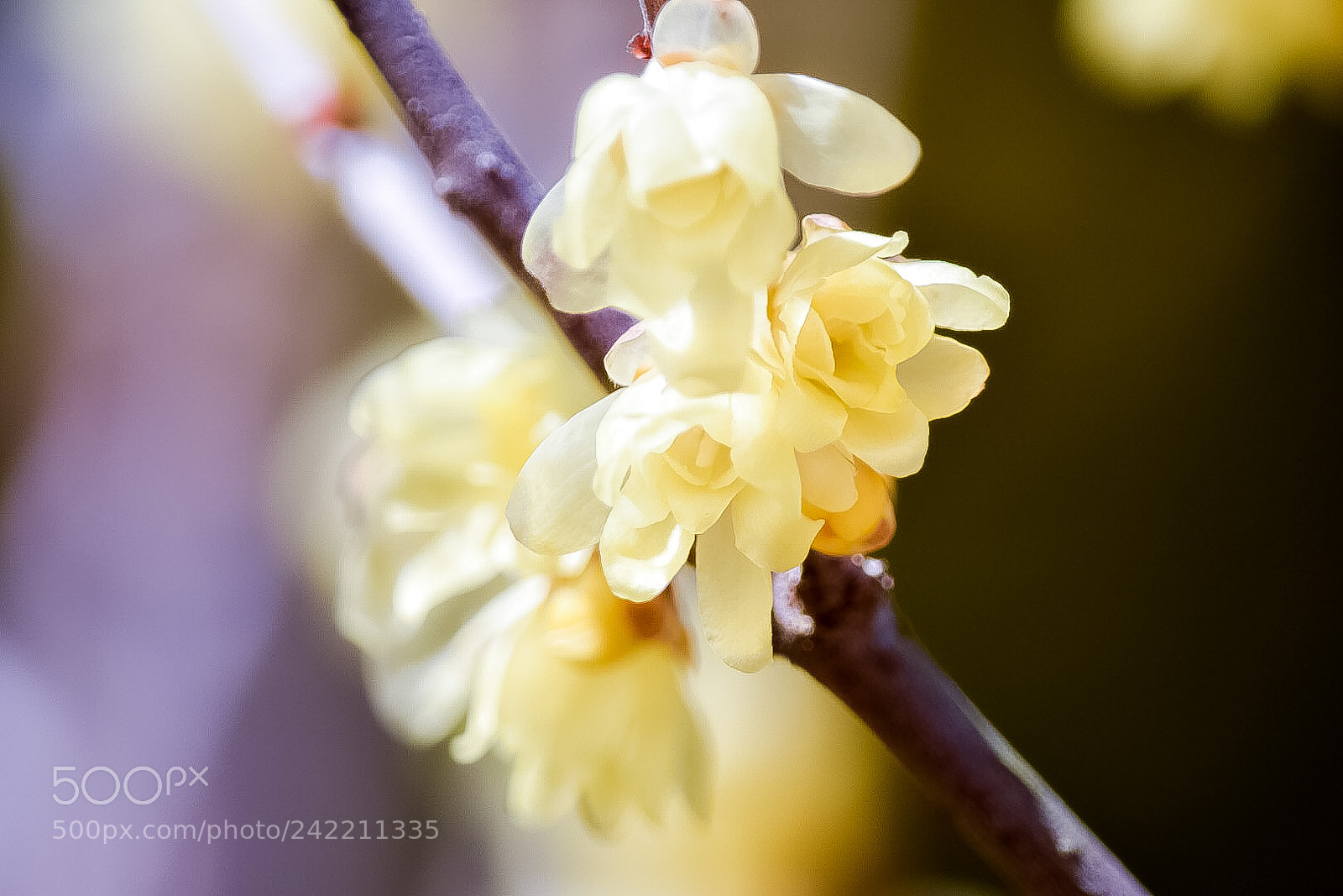 Nikon D5500 sample photo. Untitled photography