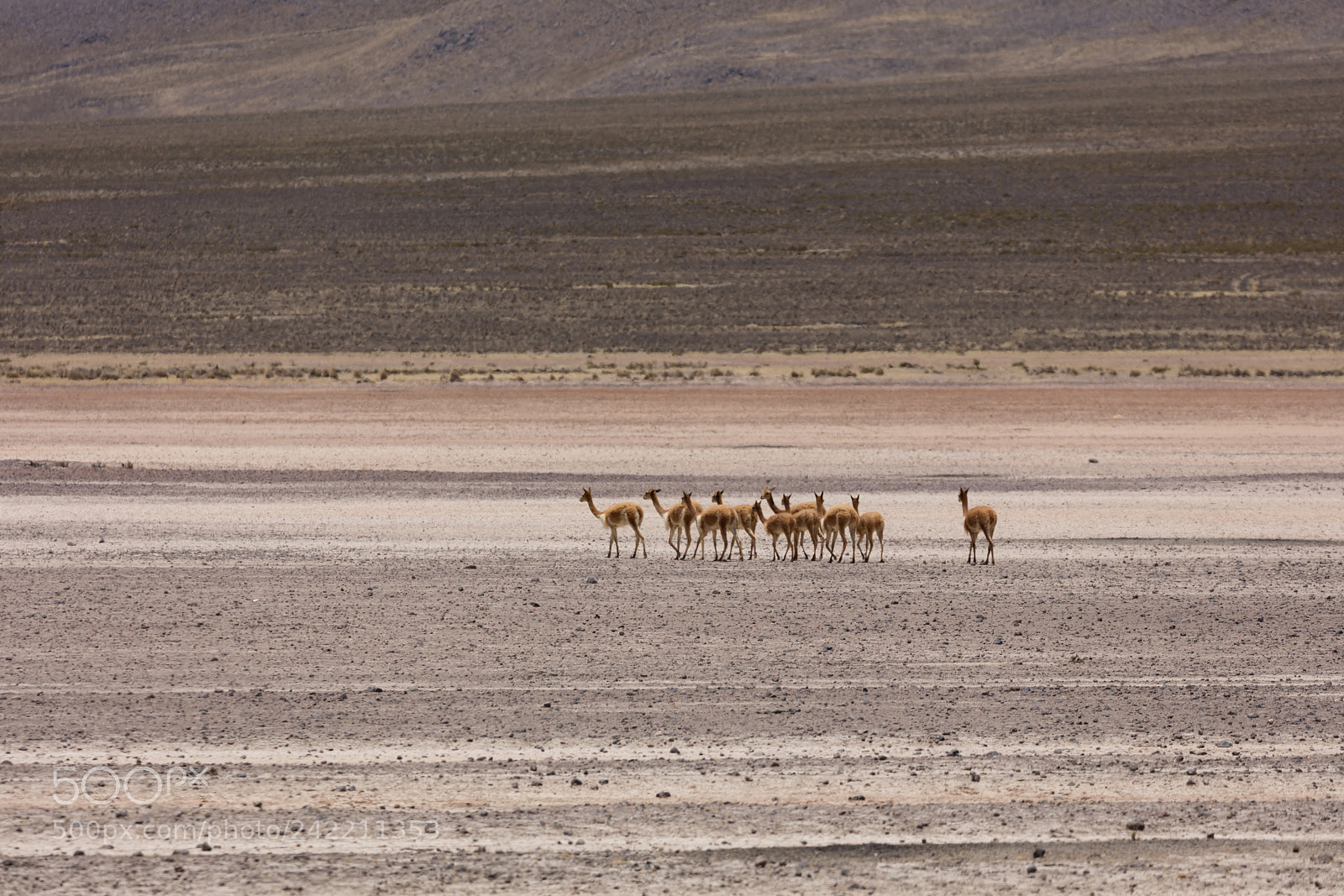 Canon EOS 5DS R sample photo. Lama vikunja (vicugna vicugna) photography