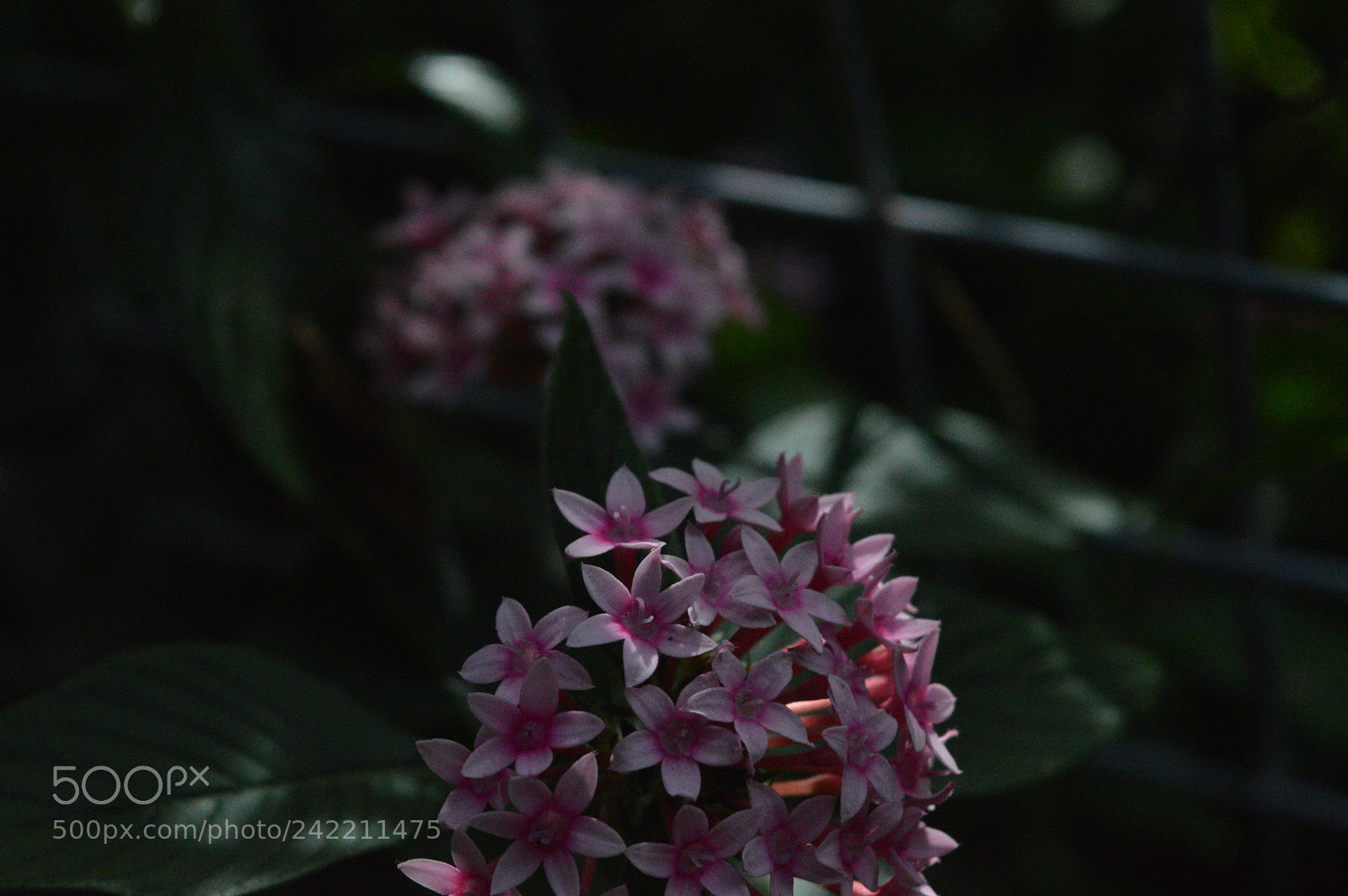 Nikon D3200 sample photo. Flower photography