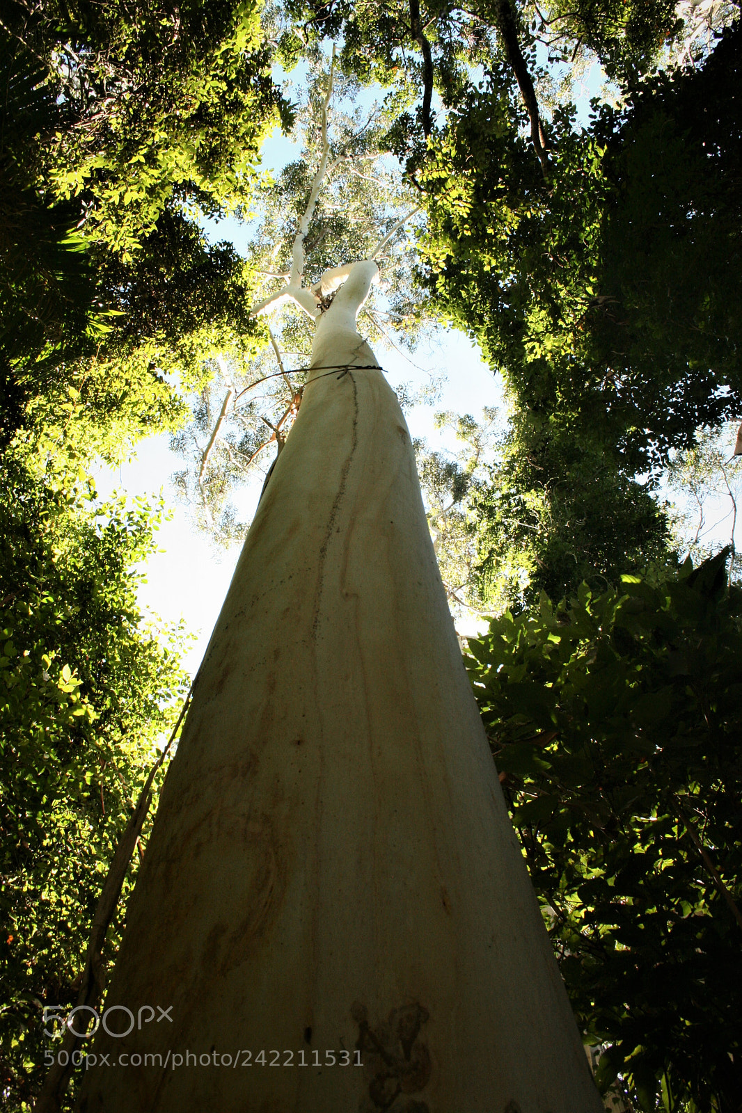 Canon EOS 400D (EOS Digital Rebel XTi / EOS Kiss Digital X) sample photo. Eucalyptus grandis photography