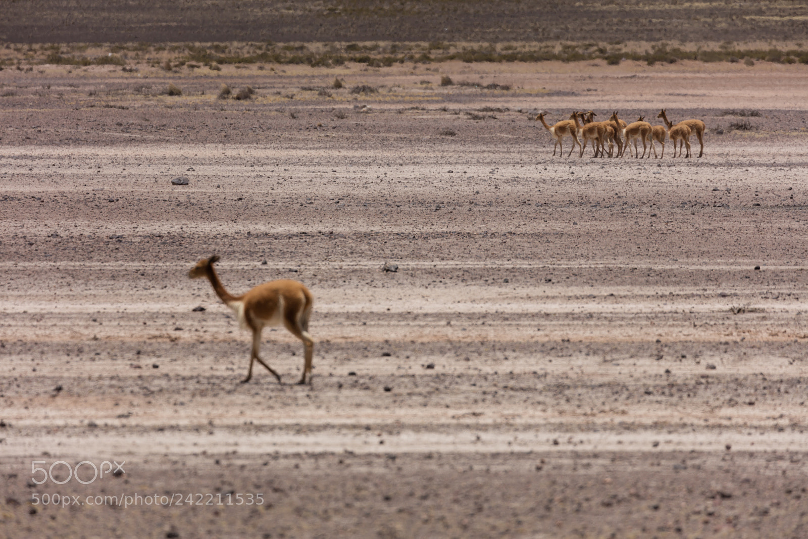 Canon EOS 5DS R sample photo. Lama vikunja (vicugna vicugna) photography