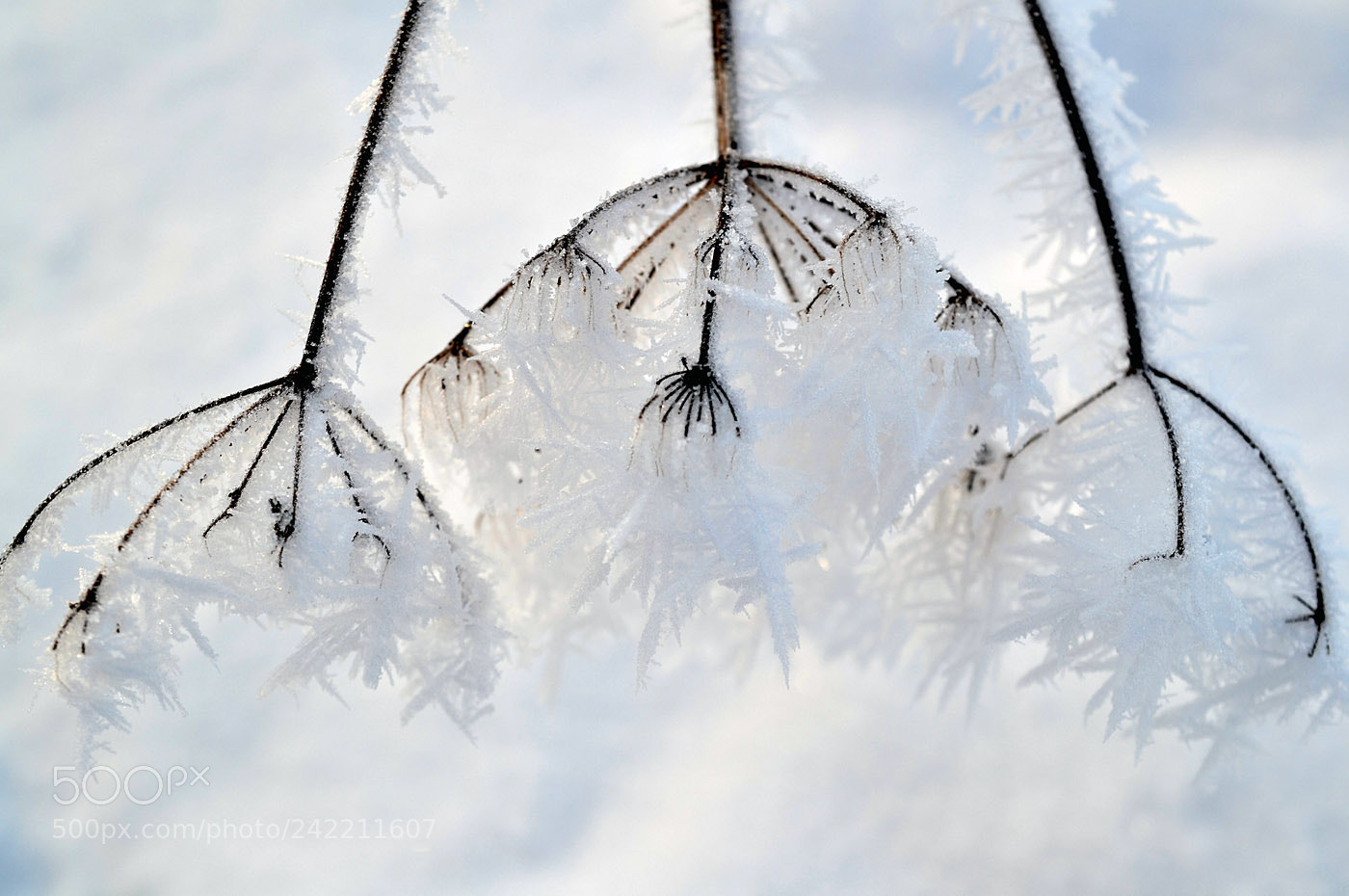 Nikon D3100 sample photo. Frozen art photography