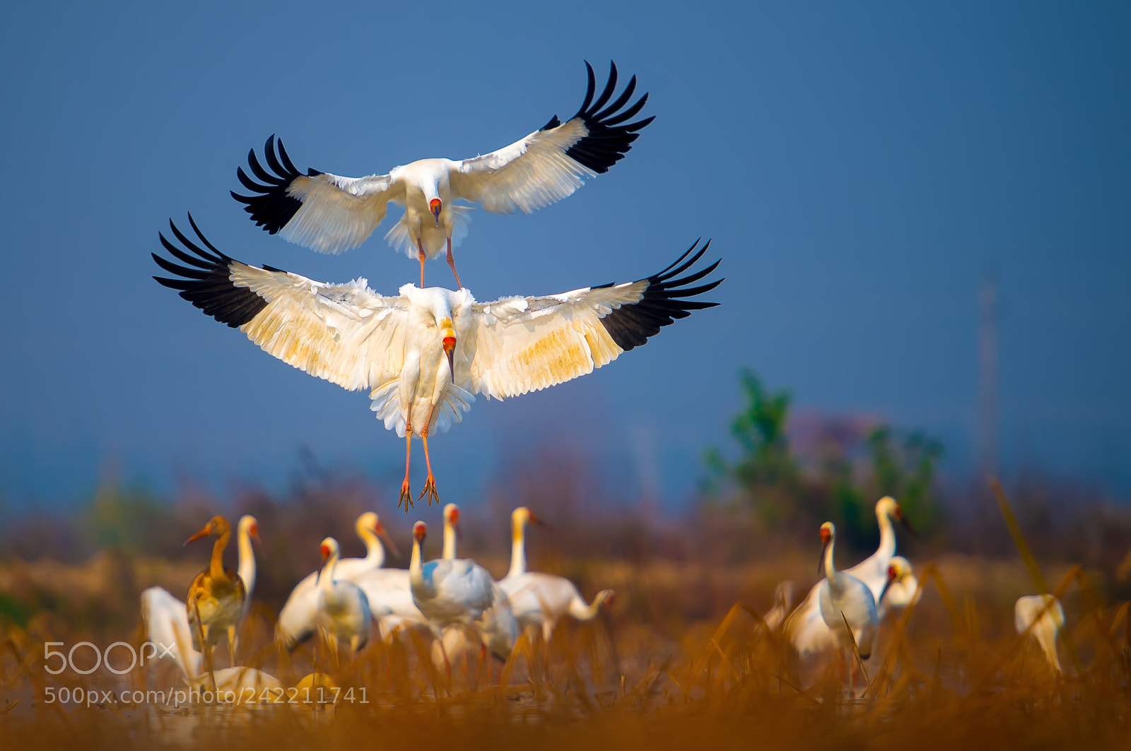 Nikon D5 sample photo. Siberian white crane photography