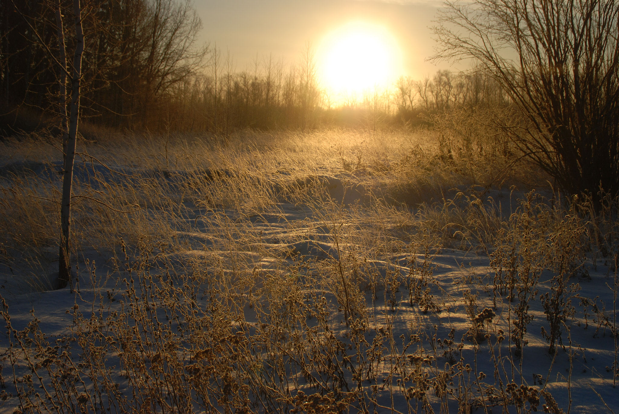Nikon D80 sample photo. Winter sun photography