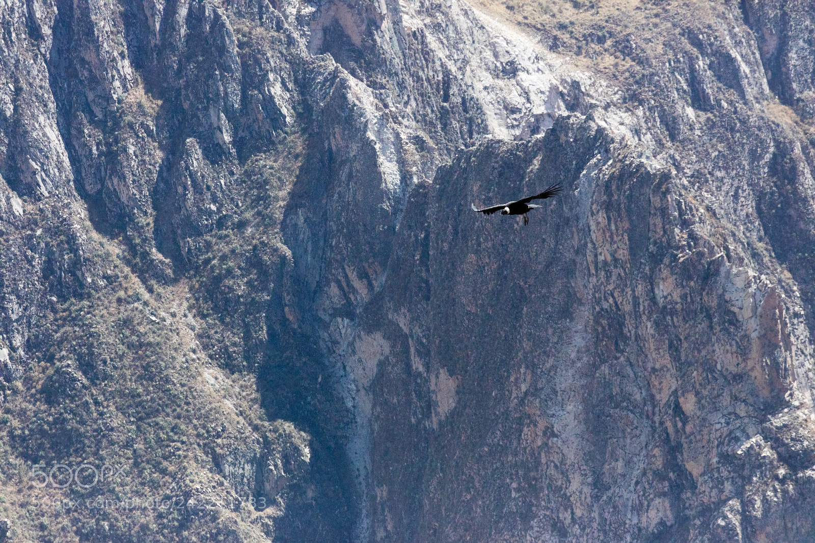 Canon EOS 5DS R sample photo. Condor flying  in peru photography