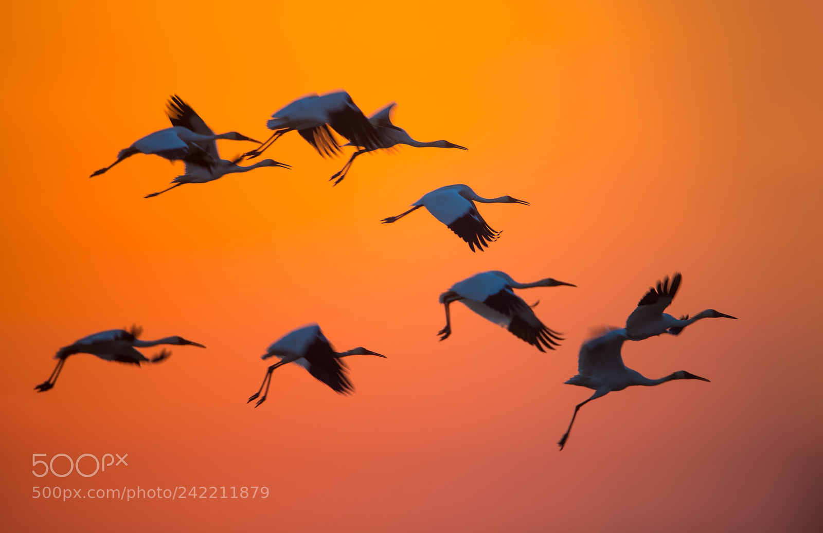 Nikon D5 sample photo. Siberian white crane photography