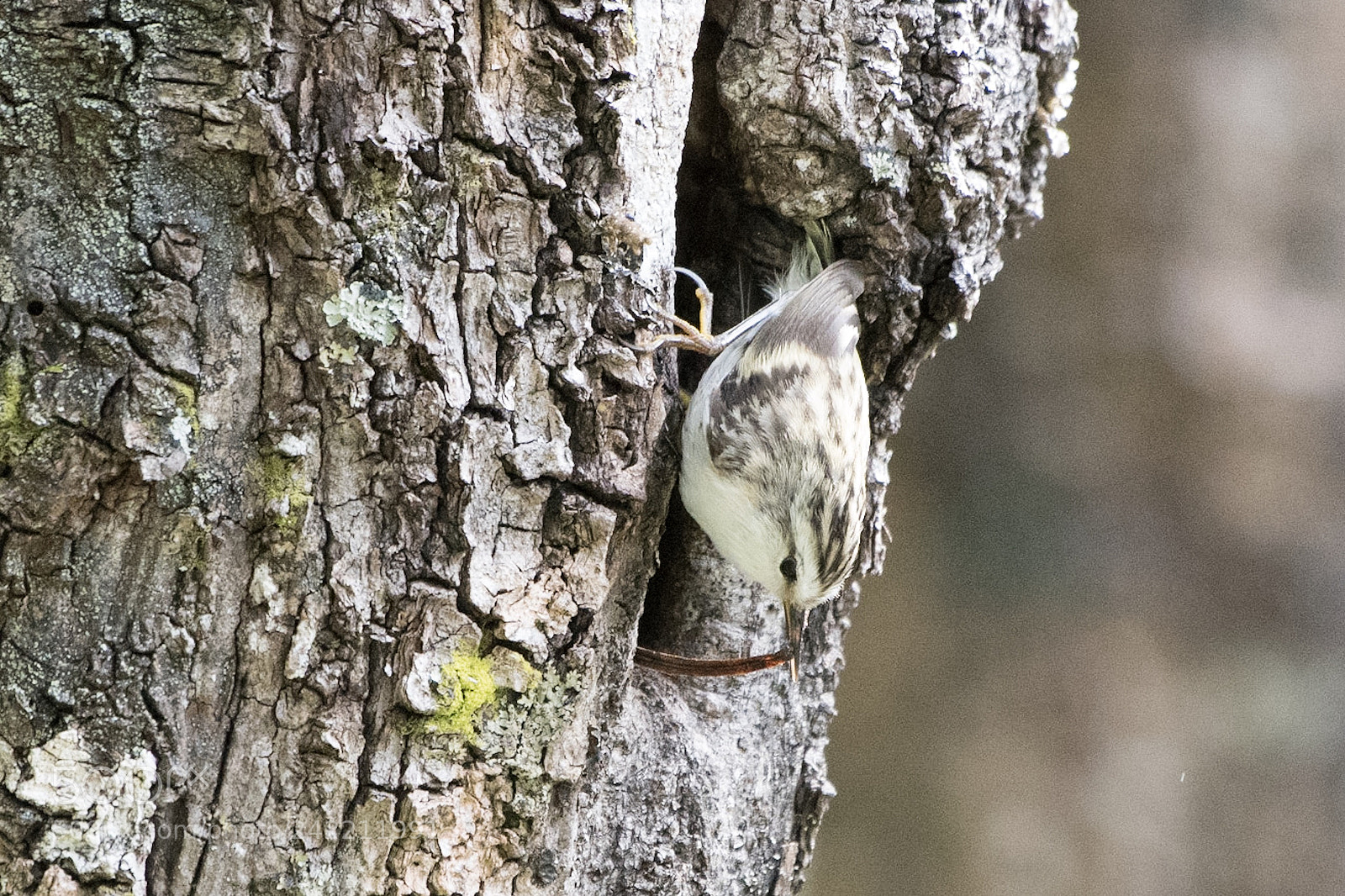 Nikon D500 sample photo. Rifleman / tītipounamu ♀ photography