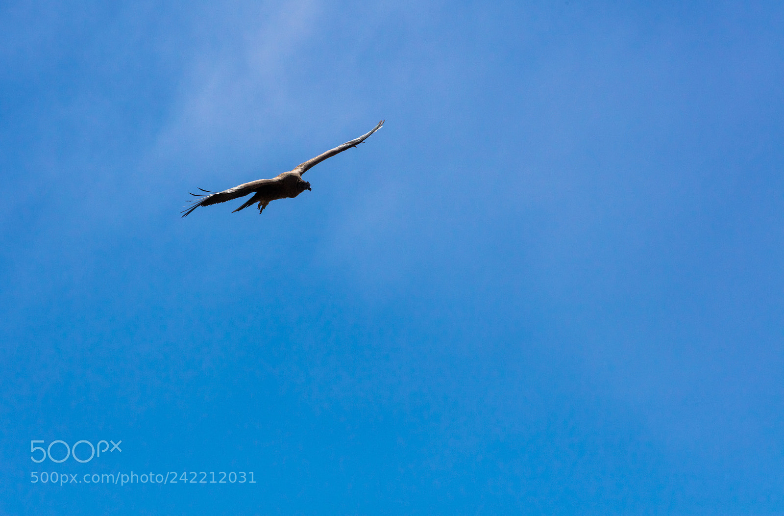 Canon EOS 5DS R sample photo. Condor flying  in peru photography